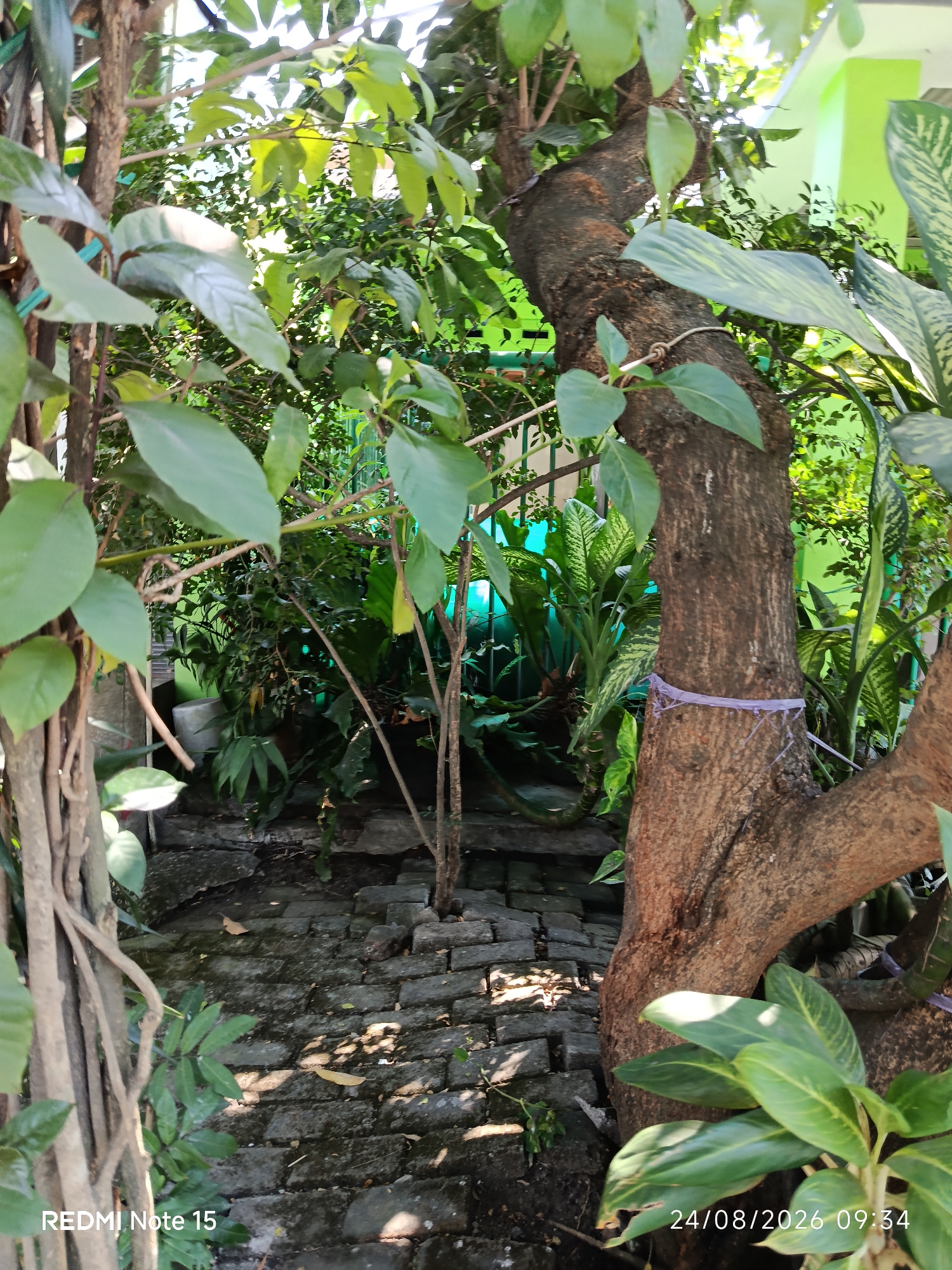 The image depicts a partially overgrown outdoor area, likely a garden or yard, with a narrow, worn brick pathway leading into the scene. The pathway is partially obscured by lush green foliage from various plants, including a large tree trunk with visible roots and branches in the foreground. A thin, purple string or tie is wrapped around the tree trunk. The background shows more dense greenery, a glimpse of a bright green wall, and patterned leaves of a plant on the right. The lighting suggests it is daytime, with dappled sunlight filtering through the leaves. The lower-left corner of the image displays "REDMI Note 15" and the lower-right corner shows "24/08/2026 09:34", indicating the device and timestamp of the photograph. There are no people or animals visible in the image. The location is identified as Keboananom, Indonesia.