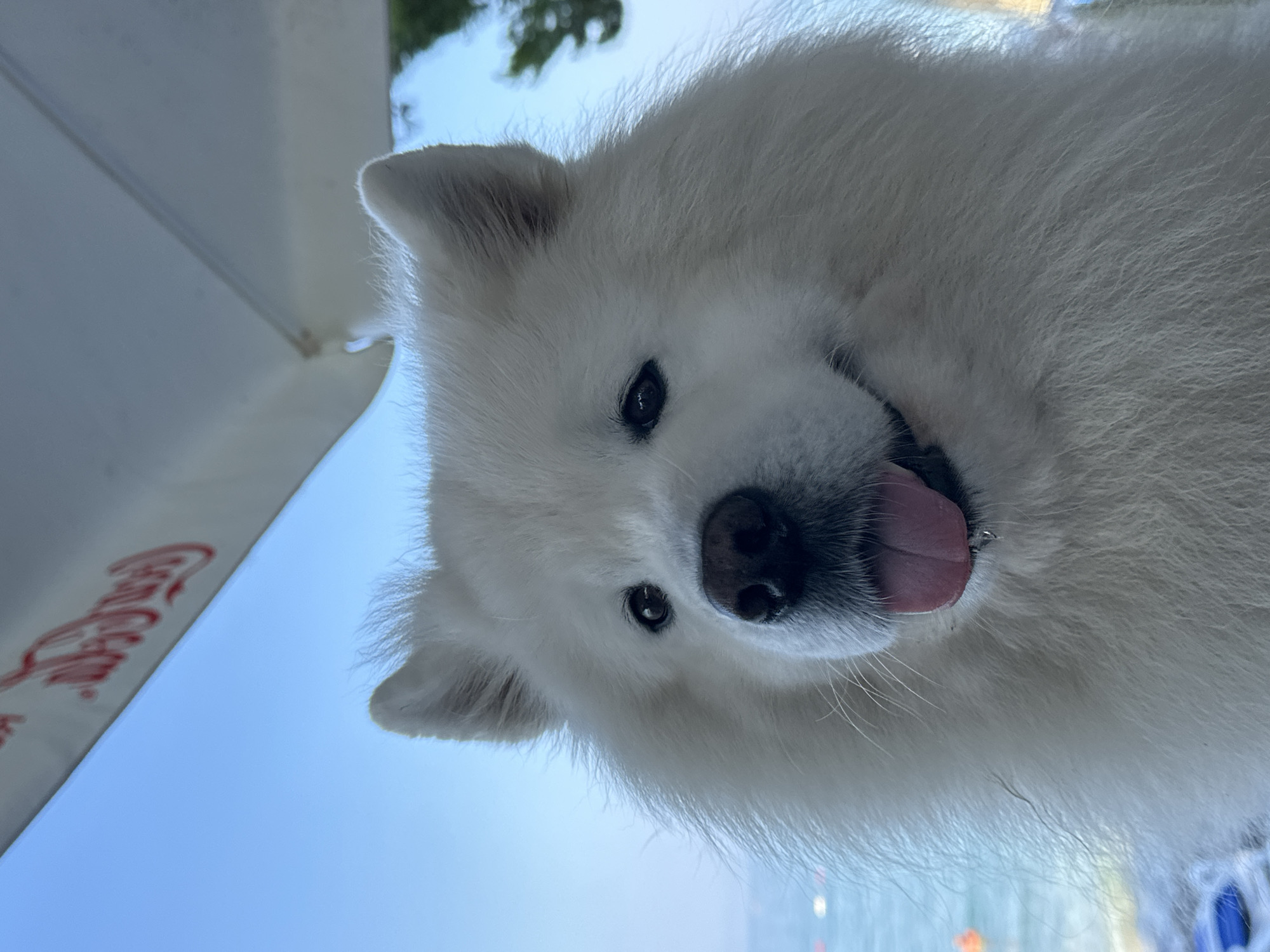 This media file features a close-up, low-angle shot of a fluffy white Samoyed dog. The dog is looking directly at the camera with its mouth slightly open and tongue sticking out, appearing happy and playful. Its dark eyes are alert. The dog's fur is thick and white, with some lighter grey shading around its ears.
The background suggests an outdoor setting. The sky is a clear, bright blue, indicating it is daytime, likely sunny. In the upper left portion of the image, there's a hint of green foliage, possibly trees. The bottom left corner shows a white surface with a red logo that appears to be "Coca-Cola" in its distinctive script, suggesting the presence of a chair, umbrella, or table with this branding. The lower part of the image shows a blurry blue area that could be water, suggesting a beach or seaside location.
The overall mood is cheerful and relaxed, captured during a bright, sunny day in a coastal environment. The perspective, looking up at the dog, gives it a dominant and friendly presence. The image does not contain any people.
