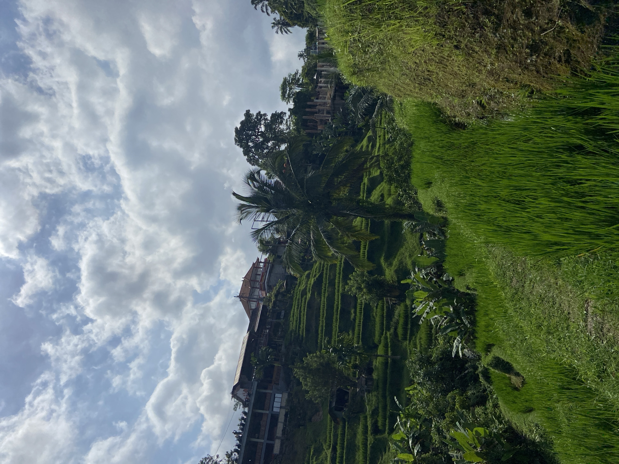 The image depicts the Tegallalang Rice Terraces in Bali, Indonesia, under a sky filled with puffy white clouds. The landscape consists of stepped rice paddies on a hillside. A tall palm tree stands prominently amidst the terraces. Buildings are nestled within the rice fields and greenery. Lush vegetation and grasses line the edges of the terraces.