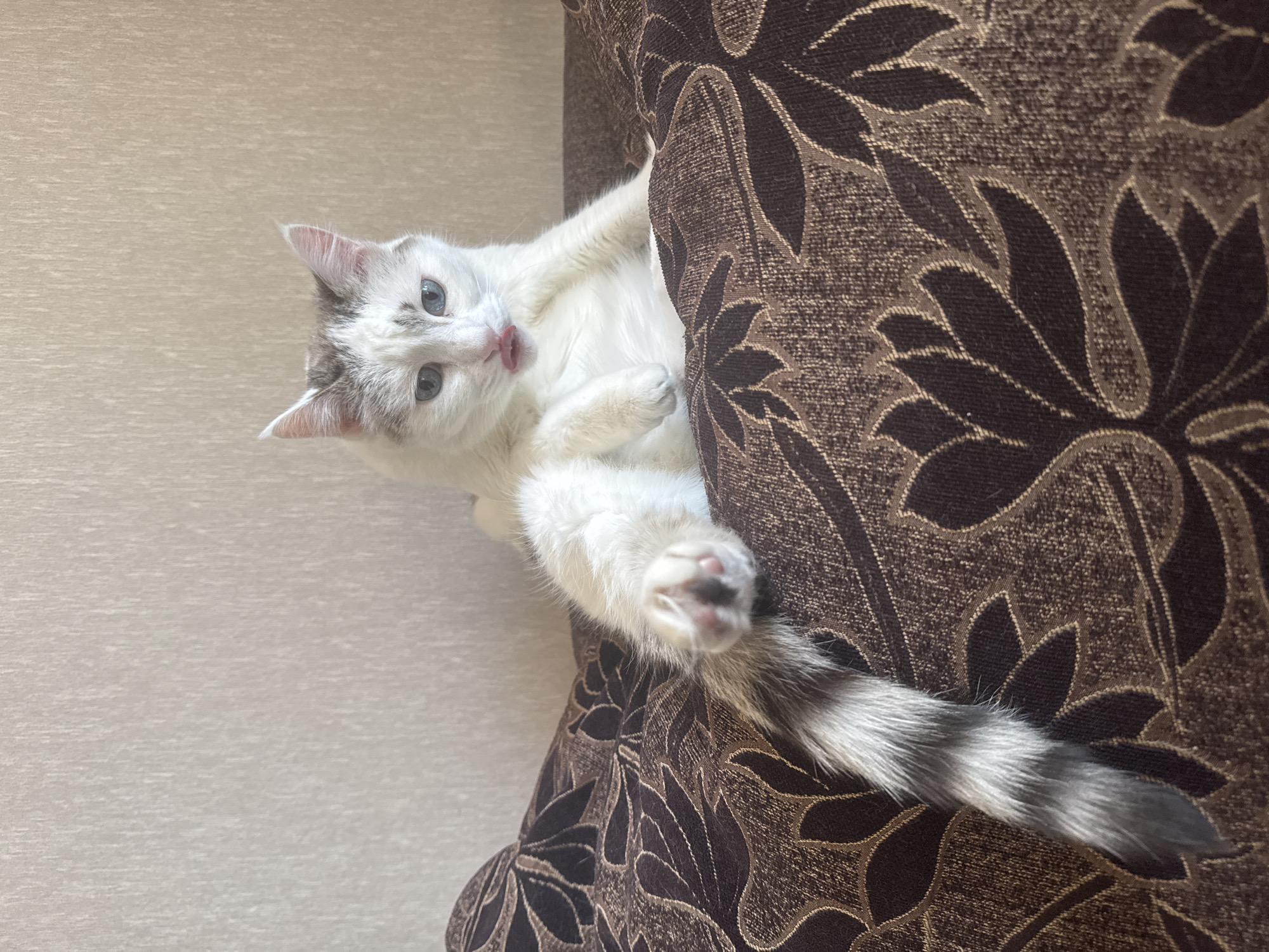 A white cat with grey markings and blue eyes is lying on a brown patterned couch. The cat is in the foreground, with its body angled towards the left of the frame. Its left paw is raised, and its tail is curled around its body. The cat's tongue is sticking out slightly. The background is a plain, textured wall. There is no indication of the location in Bishkek City, Kyrgyzstan.