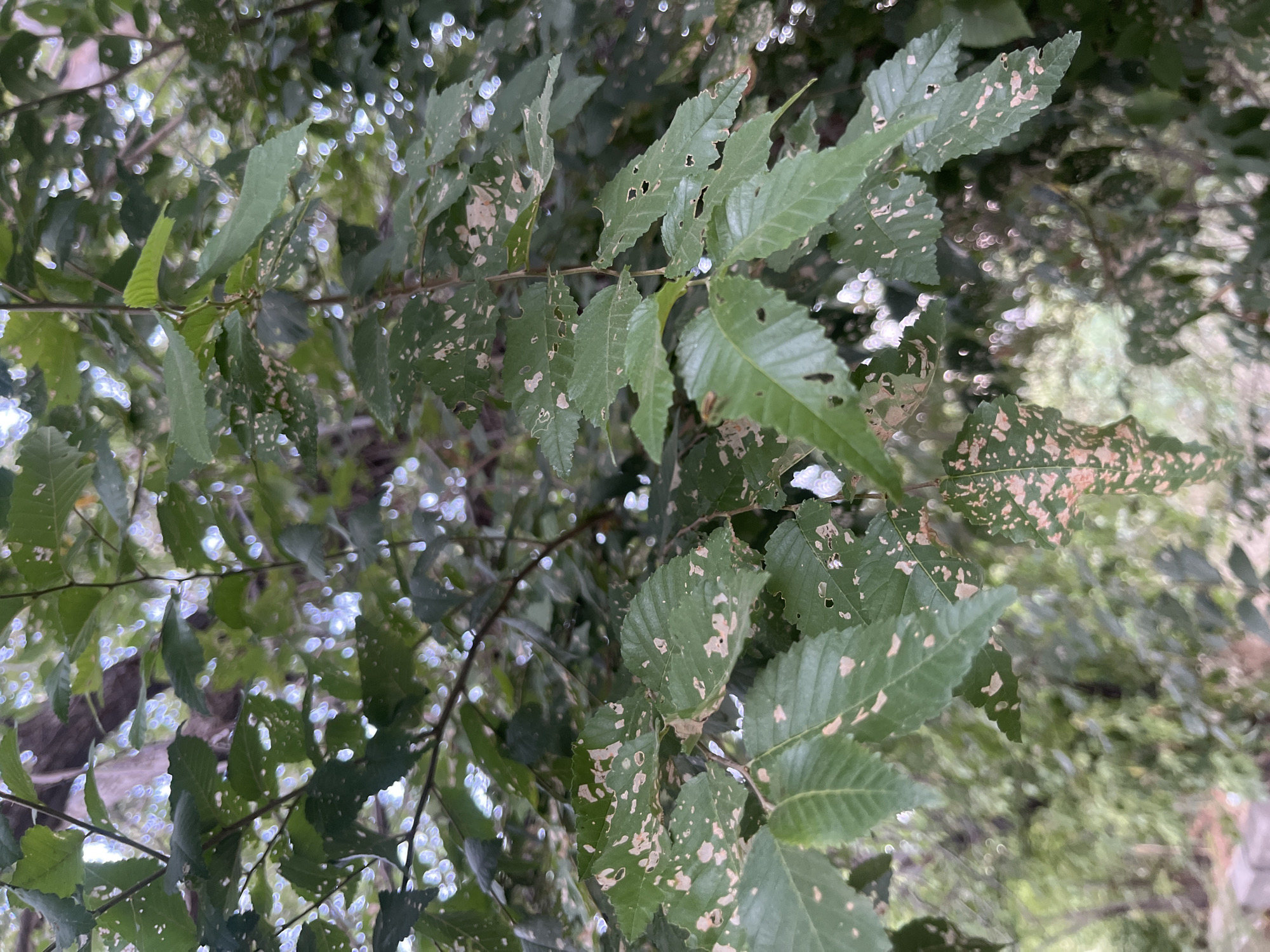 The image is a close-up, eye-level view of green tree leaves with numerous small holes and irregular brown spots, indicating damage. The leaves are on branches that extend from the top of the frame down to the bottom. The background is blurred, showing dappled sunlight filtering through the foliage and out-of-focus trees and greenery, suggesting an outdoor, natural environment. There is no discernible location in Volgograd, Russia, or any people, actions, or interactions visible.