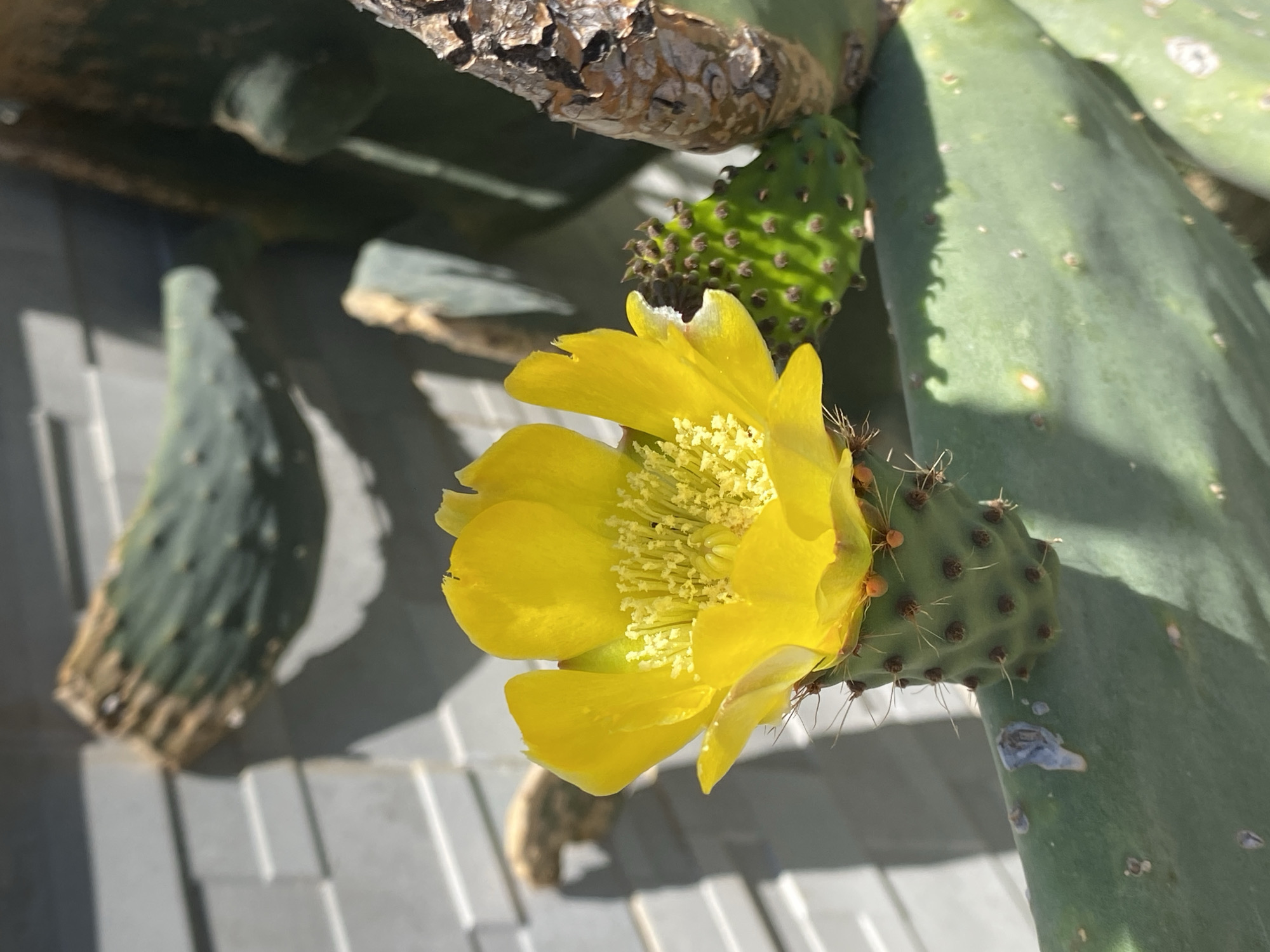 A close-up shot focuses on a yellow cactus flower in full bloom, surrounded by green cactus pads. The cactus is located in the city of Alanya, Turkey. The flower's petals are bright yellow, contrasting with the darker green color of the cactus pads. The pads are covered in small spines. The background is composed of gray tiles.