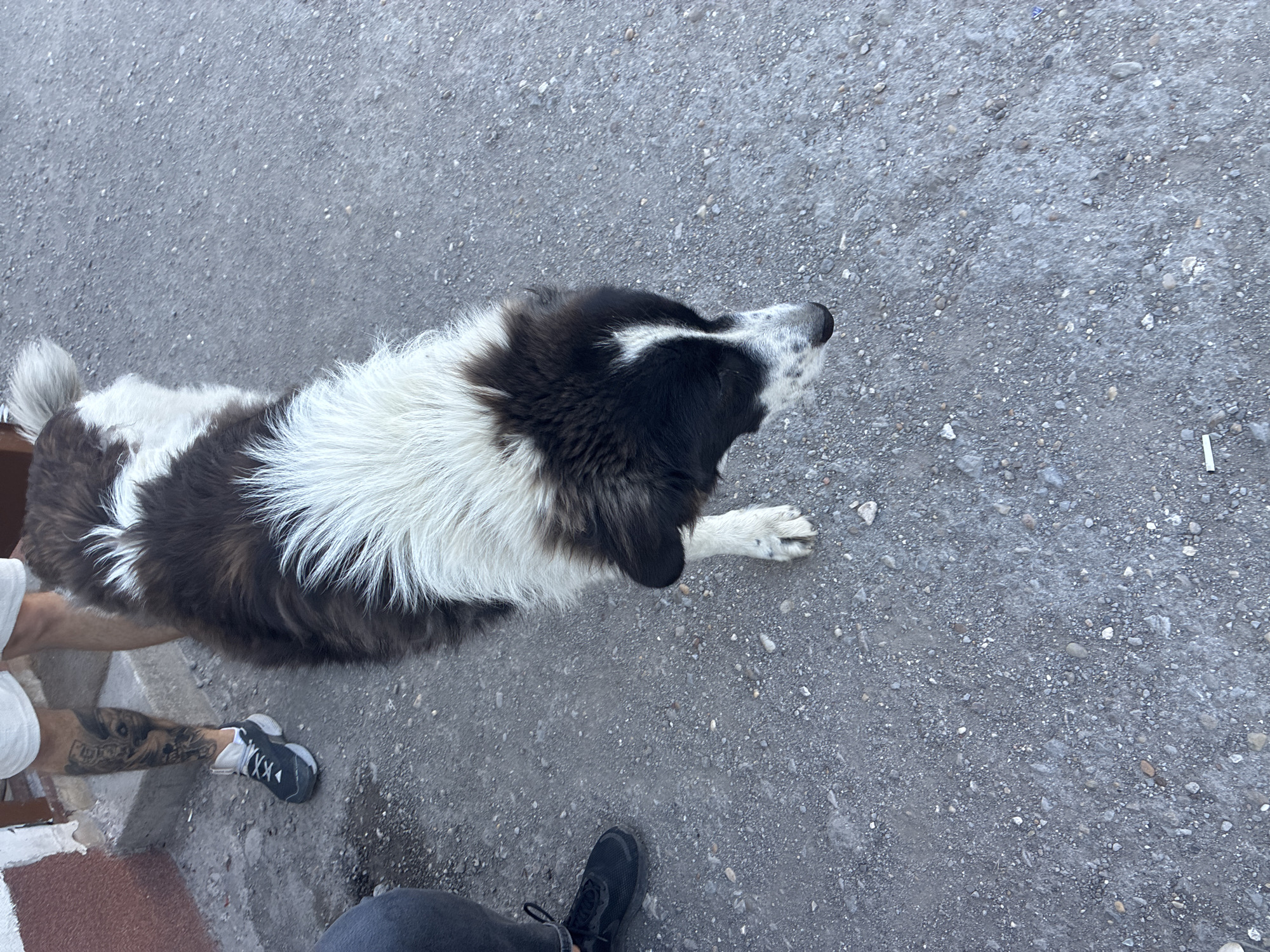 An outdoor, eye-level, medium shot captures a large, fluffy dog with black and white fur standing on a gravelly, paved surface. The dog is positioned in the center of the frame, facing downwards and slightly to the right. Its snout is black with white speckles, and its ears are black and floppy. A white blaze runs down its forehead and across its muzzle. The dog's body is predominantly black with a thick white ruff around its neck and chest. Its front right paw is white with black speckles. To the left of the dog, a person's legs are visible. The person is wearing white shorts and a dark athletic shoe on their left foot, which has a tattoo on the calf. To the far left, another person's legs are visible, wearing dark pants and a black shoe. The background consists of a textured, reddish-brown wall on the far left, and more of the gravelly pavement. The lighting suggests it is daytime.