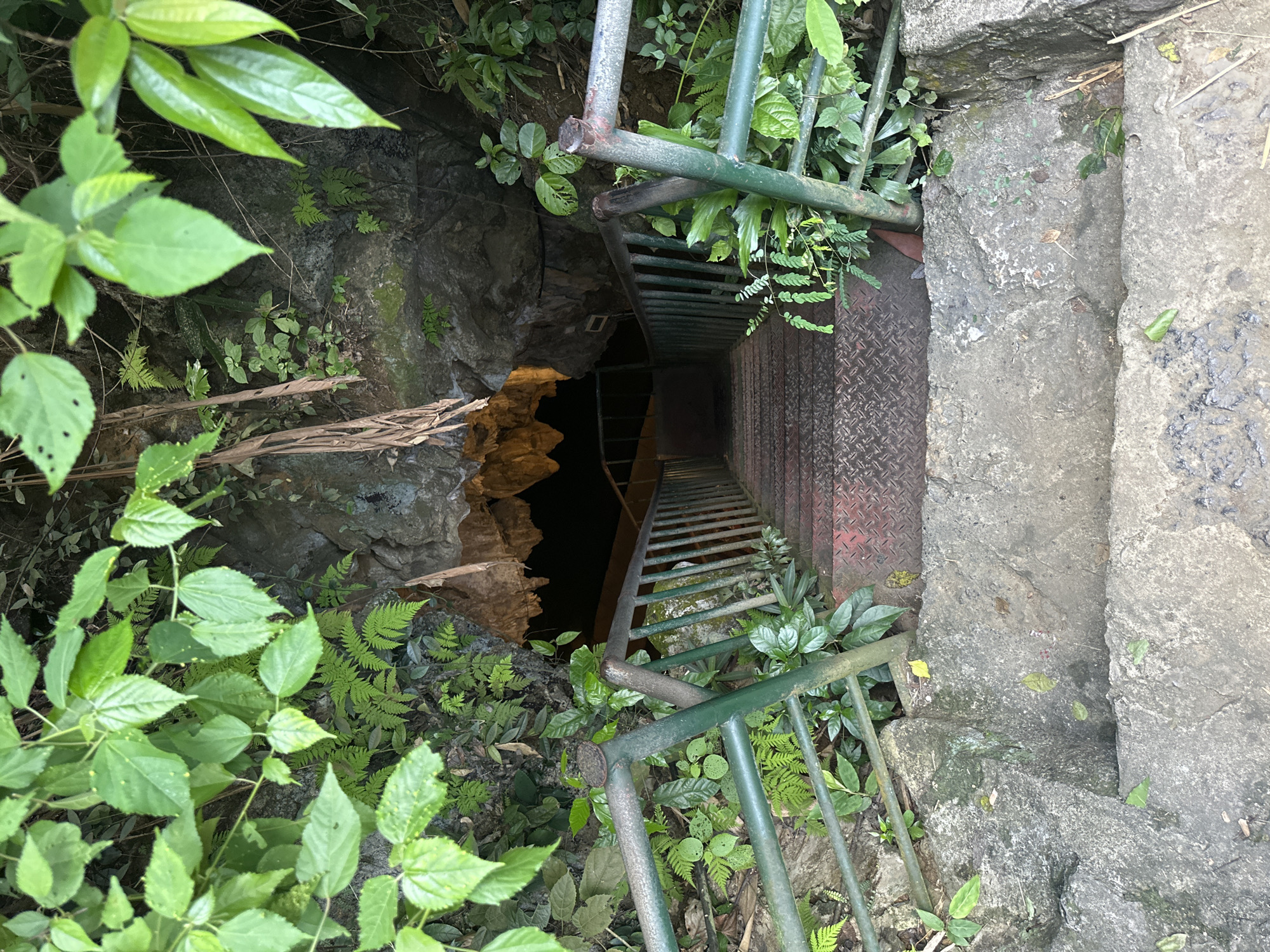 The image shows an outdoor view of a cave entrance, likely located in Yên Sơn Ward, Vietnam, given the context. The entrance is framed by lush green foliage on the left and top, with some dry, brown leaves hanging down from the cave opening. In the foreground, a set of weathered concrete steps leads down to a metal staircase with a green railing. The metal staircase descends into the dark opening of the cave, where stalactites are visible and dimly lit. The overall scene suggests a natural attraction accessible to visitors, with man-made infrastructure guiding them into the cave. There are no people visible in the image.
