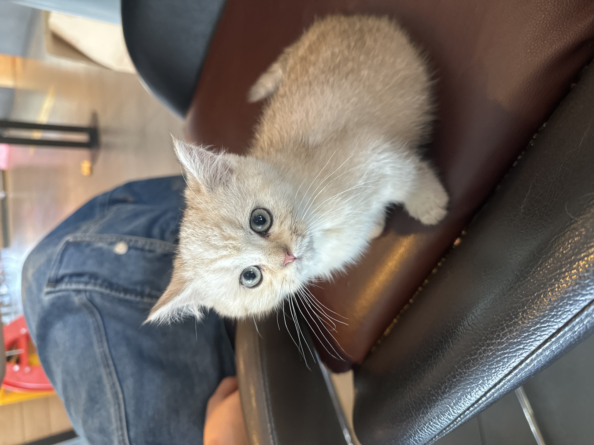 The image displays a close-up, high-angle perspective of a small, fluffy kitten with light cream and white fur. The kitten is the primary subject, looking directly at the viewer with wide, curious blue-grey eyes and a tiny pink nose. Its prominent white whiskers fan out from its face.
The kitten is positioned on a dark brown, leather-like surface, which appears to be part of a chair or booth seating. To the left and below the kitten, a person's leg, dressed in blue denim jeans, is visible, suggesting the kitten is sitting on their lap or next to them.
The background is softly blurred, indicating an indoor setting. Indistinct shapes and colors are present in the background, including what looks like a black metallic frame structure. The overall lighting suggests an indoor environment. No specific location cues are visible within the image itself to denote Chongqing High-tech Zone, China, other than it being an indoor space. There is no visible text. The kitten's direct gaze and overall appearance convey a sense of curiosity and cuteness.