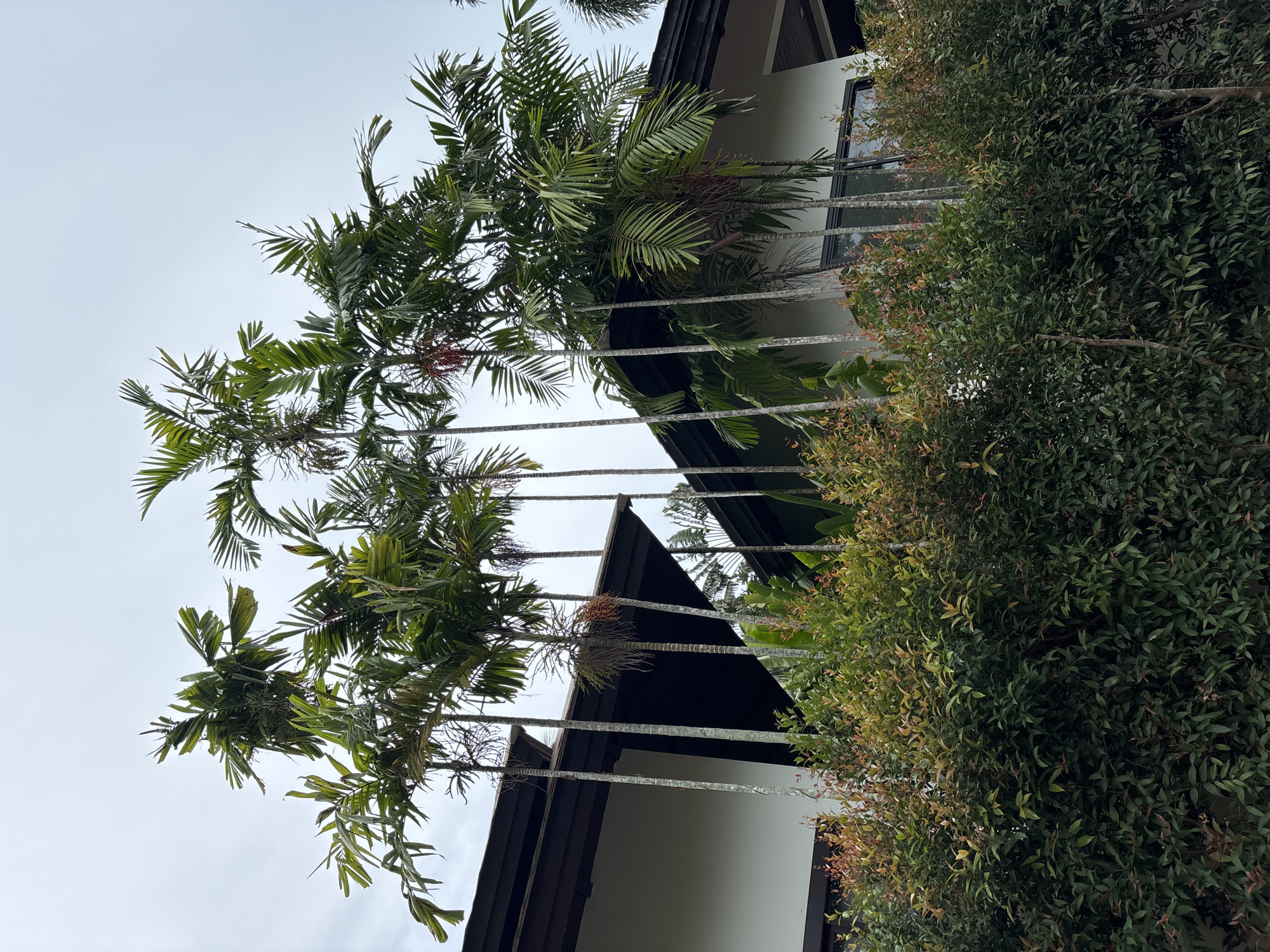 A low-angle shot captures palm trees and lush green bushes in front of a modern building with a dark roof and white walls. The sky is overcast. The building appears to be a residence or resort. The palm trees are tall and slender, with feathery fronds. The bushes in the foreground are dense and well-maintained, with some reddish-tinged new growth. The scene evokes a tropical or subtropical atmosphere.