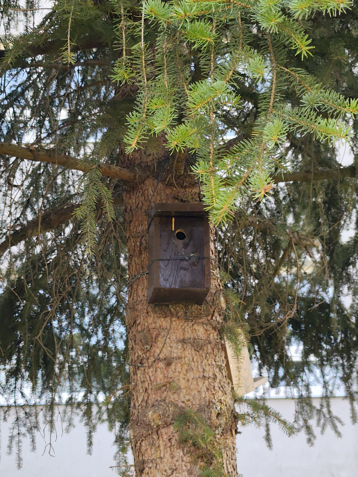 A dark brown, wooden birdhouse is attached to the trunk of a large fir tree. The birdhouse is rectangular with a circular opening in the front and a small yellow perch extending from the top. The tree is covered in dense green needles, and its bark is rough and textured. In the background, a white wall with a textured surface is visible, suggesting an urban or suburban setting. There are no people present in the image. The scene appears to be outdoors, likely in a park or garden in Prague, Czechia, given the typical urban landscaping that includes evergreen trees and attached birdhouses.