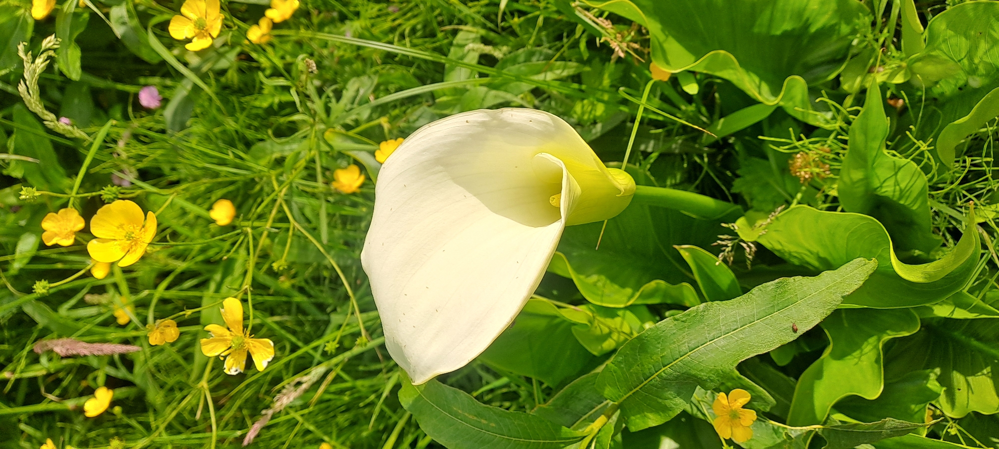 In the city of Castlebar, Ireland, a close-up shot captures a creamy white Calla Lily in the foreground, its elegant spathe unfurling towards the right. The bloom is surrounded by lush, green foliage, with some leaves displaying a vibrant, glossy sheen. In the background, a field of bright yellow Buttercups and other wildflowers peeks through the grass, adding a cheerful contrast to the scene. The overall environment is natural and verdant, suggesting an outdoor setting in a park or garden, possibly during a sunny day given the lighting. There are no people or animals visible in the image.