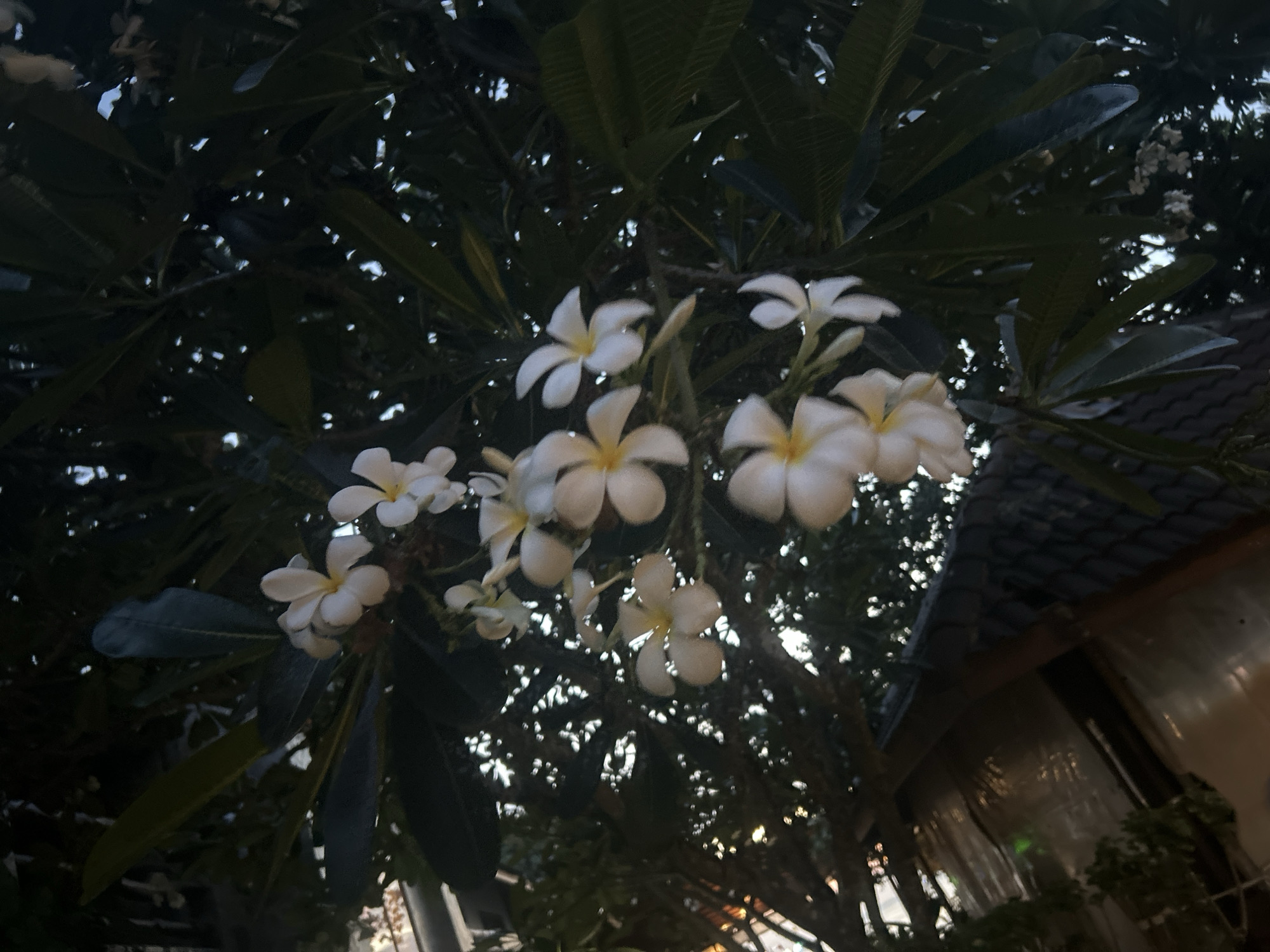 The image shows a cluster of white and yellow plumeria flowers in full bloom, surrounded by dark green leaves, likely in Baan Wang Ta Kien, Thailand. The lighting suggests either dusk or dawn. Some structures are visible in the background, possibly parts of a building or a roof, giving a sense of a domestic or garden setting. The overall mood is calm and serene.