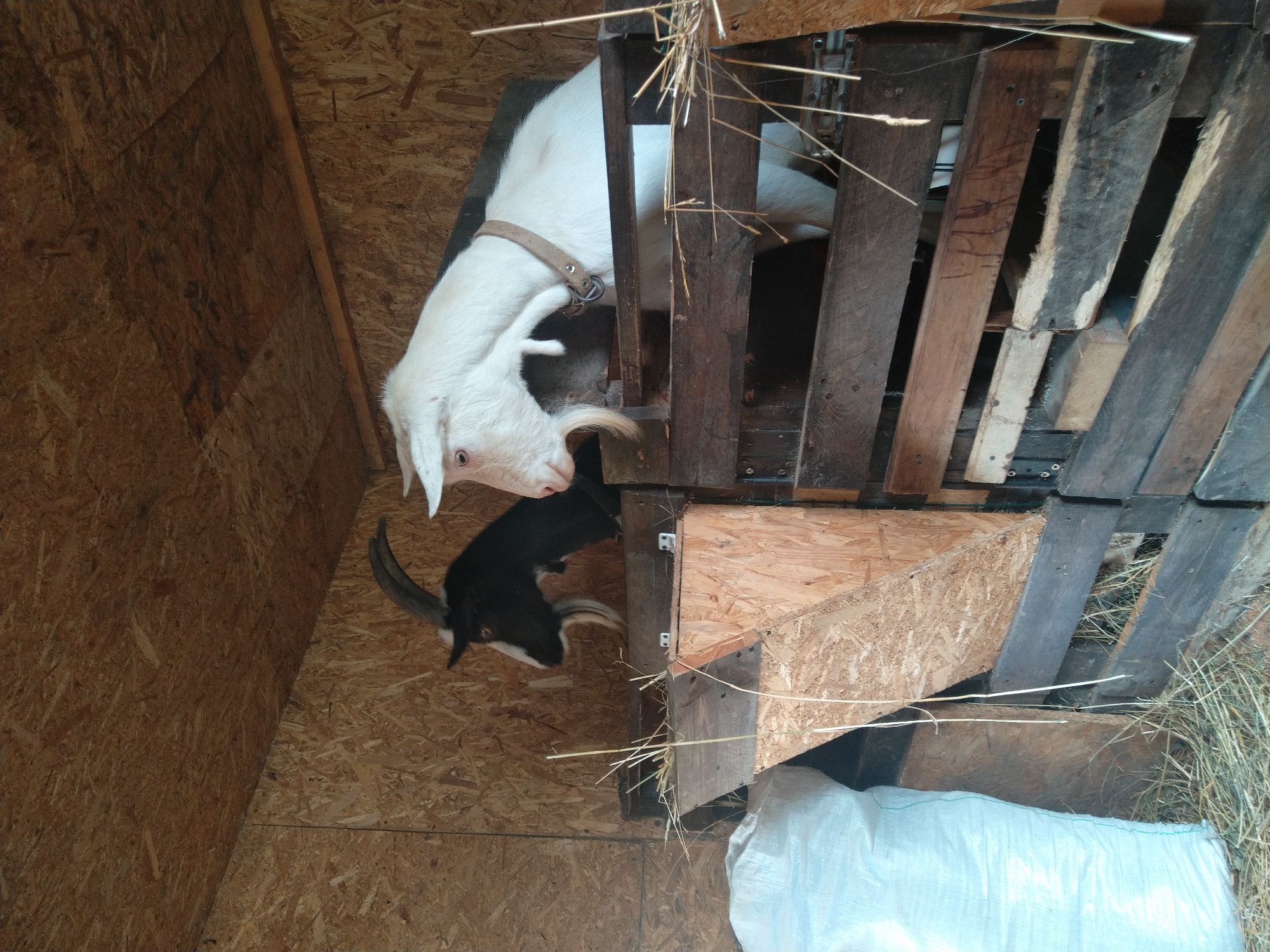 Two goats, one black and one white, are in a wooden pen. The black goat has horns and is on the left, while the white goat is on the right. Both goats are looking to the left. There is a white bag of feed on the left side of the image, and hay is scattered on the ground. The pen is made of rough wooden planks and is situated in a barn with a plywood ceiling.