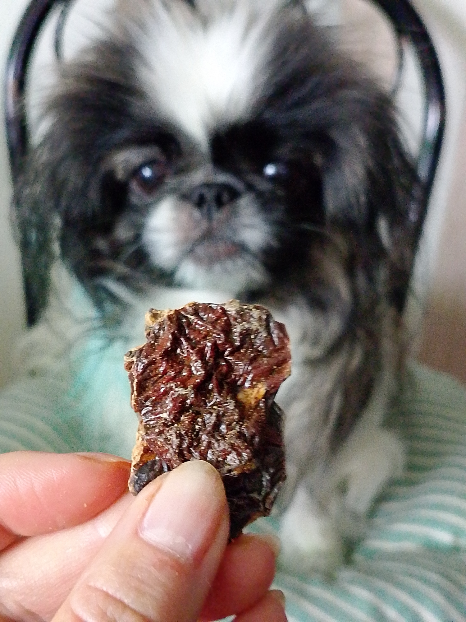 A tan-skinned human hand is in the foreground, holding a small, dark brown, rough-textured object, possibly a treat or jerky. In the background, a black and white dog sits on a cushion with light blue and white stripes. The dog is partially obscured and appears to be looking directly at the treat. The background beyond the dog is blurred, suggesting an indoor setting. The location is not discernible from the image alone, so it is not possible to determine if this is in Izhevsk, Russia.