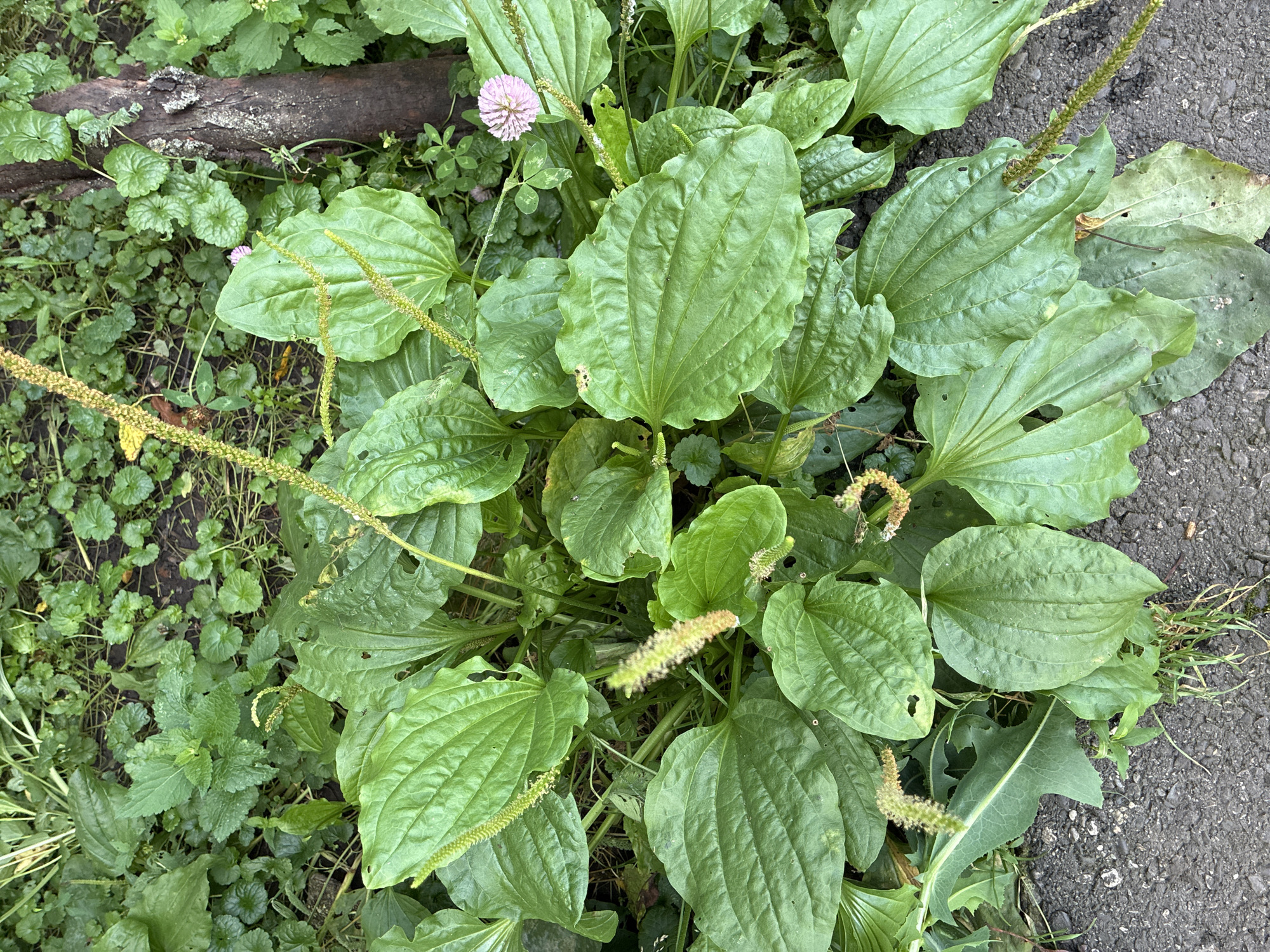 The image shows a close-up, overhead view of a patch of broadleaf plantain (Plantago major) growing at the edge of an asphalt surface. The plantain plants have large, ovate, ribbed leaves, some with small holes. Several flowering spikes, which are long and cylindrical with small, yellowish-green flowers, emerge from the center of the plants. A single, small, pale pink flower, possibly from a clover plant, is visible to the upper right of the main plantain cluster, near a piece of dark, rough-barked wood that is partially in the frame. The surrounding ground is covered in other green vegetation, including smaller-leaved plants. The scene appears to be a naturalistic growth in an urban or suburban setting, likely within a park, roadside verge, or neglected garden area in Chernoyarskaya, Russia, given the context. No people are present in the image.