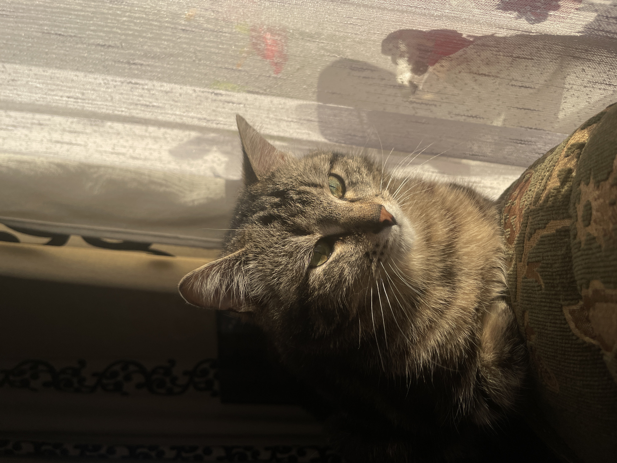 A tabby cat with brown and black striped fur and vibrant green eyes is depicted resting comfortably in natural light. The cat's head and upper body are visible, positioned at an angle, with its gaze directed slightly upwards and to the left. Long white whiskers fan out from its muzzle.
The cat is situated indoors, likely on an upholstered piece of furniture, possibly a sofa or armchair, which features a green and brown patterned fabric and is visible on the right side of the frame. Strong, bright sunlight streams in from the left, illuminating the cat's face and creating highlights on its fur, suggesting it is daytime, possibly morning or late afternoon.
Behind the cat, a translucent white curtain or sheer fabric covers a window. Shadows of objects outside are cast onto this fabric, including what appears to be the silhouette of another cat's head and ears, and a soft red shape. Below the window and behind the cat, the background is dark, with subtle ornate patterns visible on a lower surface, adding to the domestic setting in Kuyeda, Russia. The overall mood is one of relaxation and calm, as the cat seems content soaking in the sunlight. No visible text is present in the image.