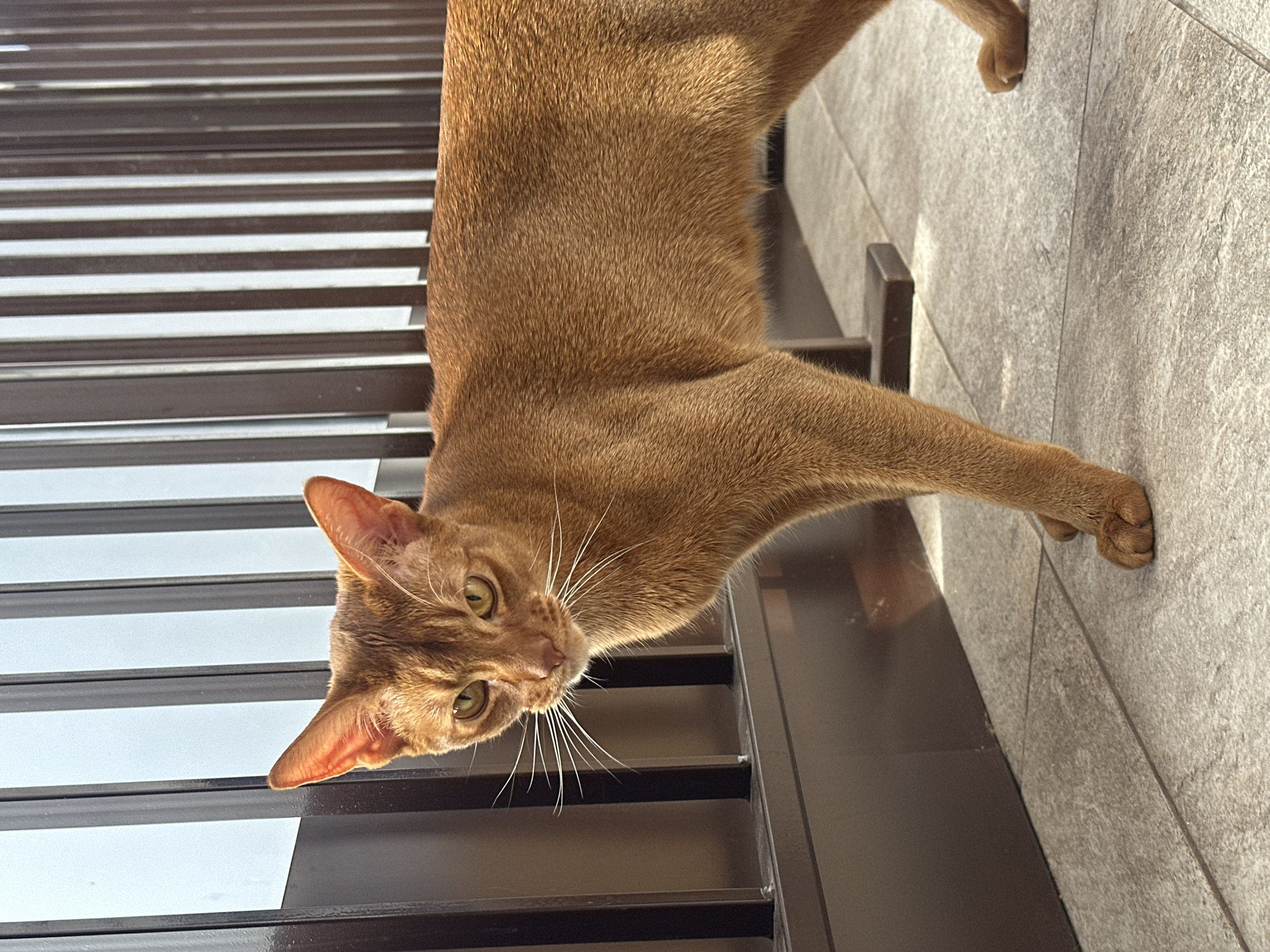 A medium, eye-level shot depicts an Abyssinian cat, its body in a near horizontal position, angled slightly downward from right to left. The cat's head, facing the viewer, is positioned at the lower left of the frame. The cat's fur is short and a reddish-brown hue. Distinct features include its large, pointed ears, bright green eyes, and long, white whiskers. The cat is perched on a dark, metallic structure, characterized by repeating horizontal bars that appear to be blinds. The background transitions from the metallic structure on the left to a textured, light gray wall on the right, where the cat's right front paw is positioned. The light seems to be soft and diffused, casting gentle shadows. No people are visible in the scene. The image does not contain sufficient detail to determine a location in the city of Kazan, Russia.