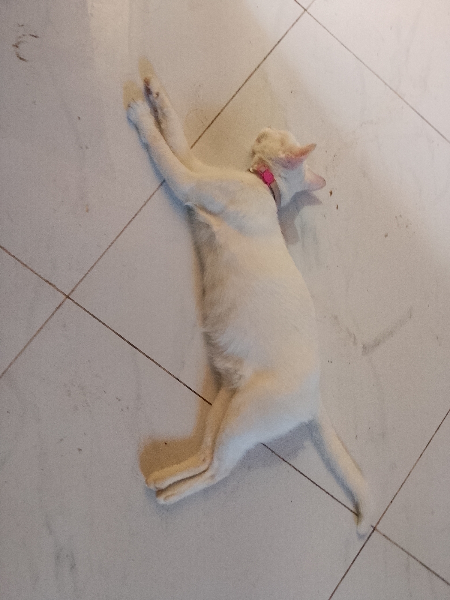 A white cat with a pink collar is lying on its back on a tiled floor. The cat is positioned diagonally across the frame, with its head pointing towards the upper right corner and its paws towards the lower left corner. The tiles are light-colored and have dark grout lines. There are some dark smudges and specks on the floor. The lighting suggests an indoor environment. The image does not provide any specific information to determine its location within Davao City, Philippines.