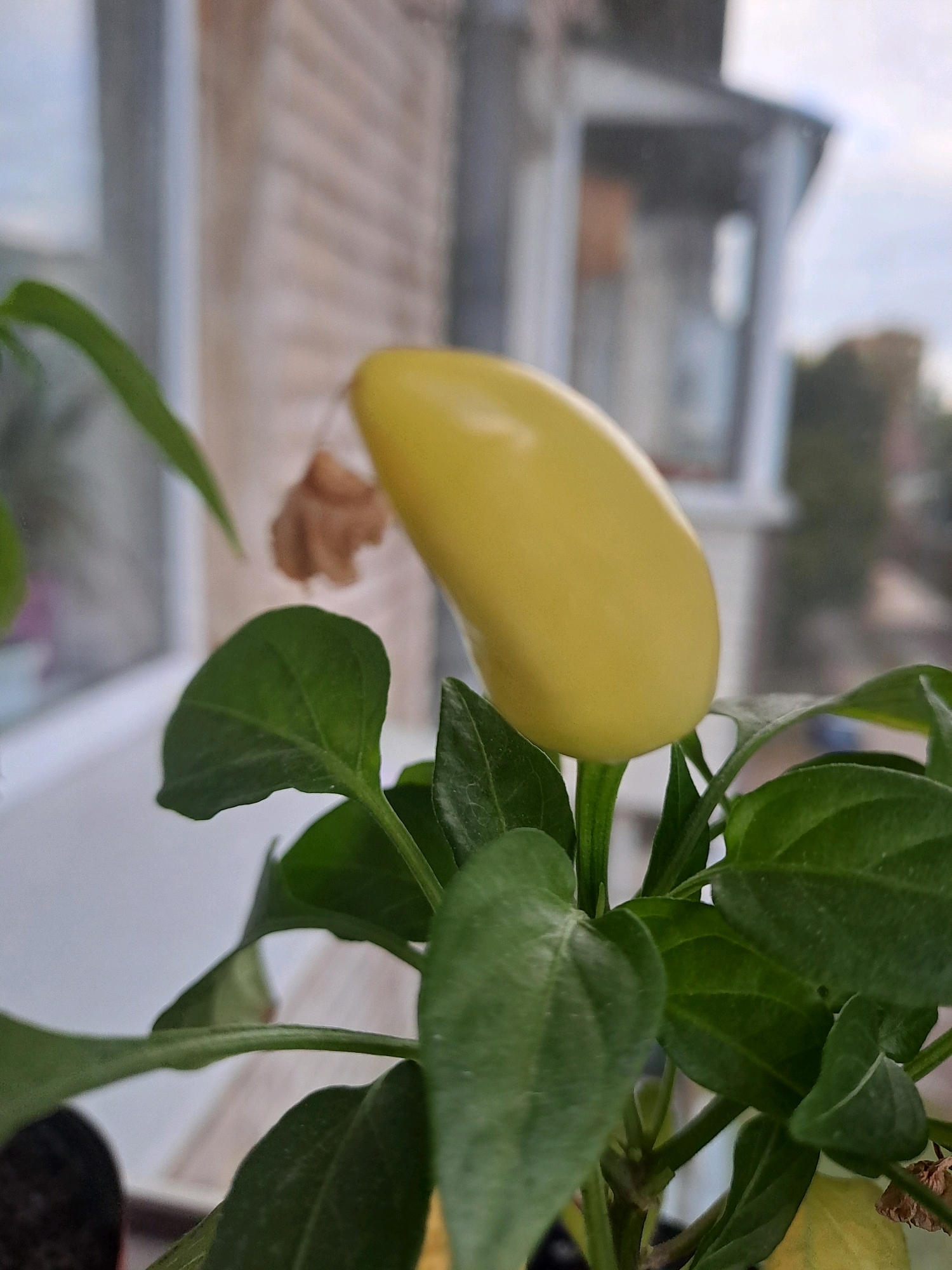 A single yellow chili pepper rests on its plant, the fruit elongated and smooth, curved slightly to the right. The pepper is at the top of the frame, positioned over a cluster of dark green leaves. One withered brown leaf is visible behind the pepper. The plant sits on a windowsill, with a blurry background of a building and sky. The location is Elektrostal, Russia.