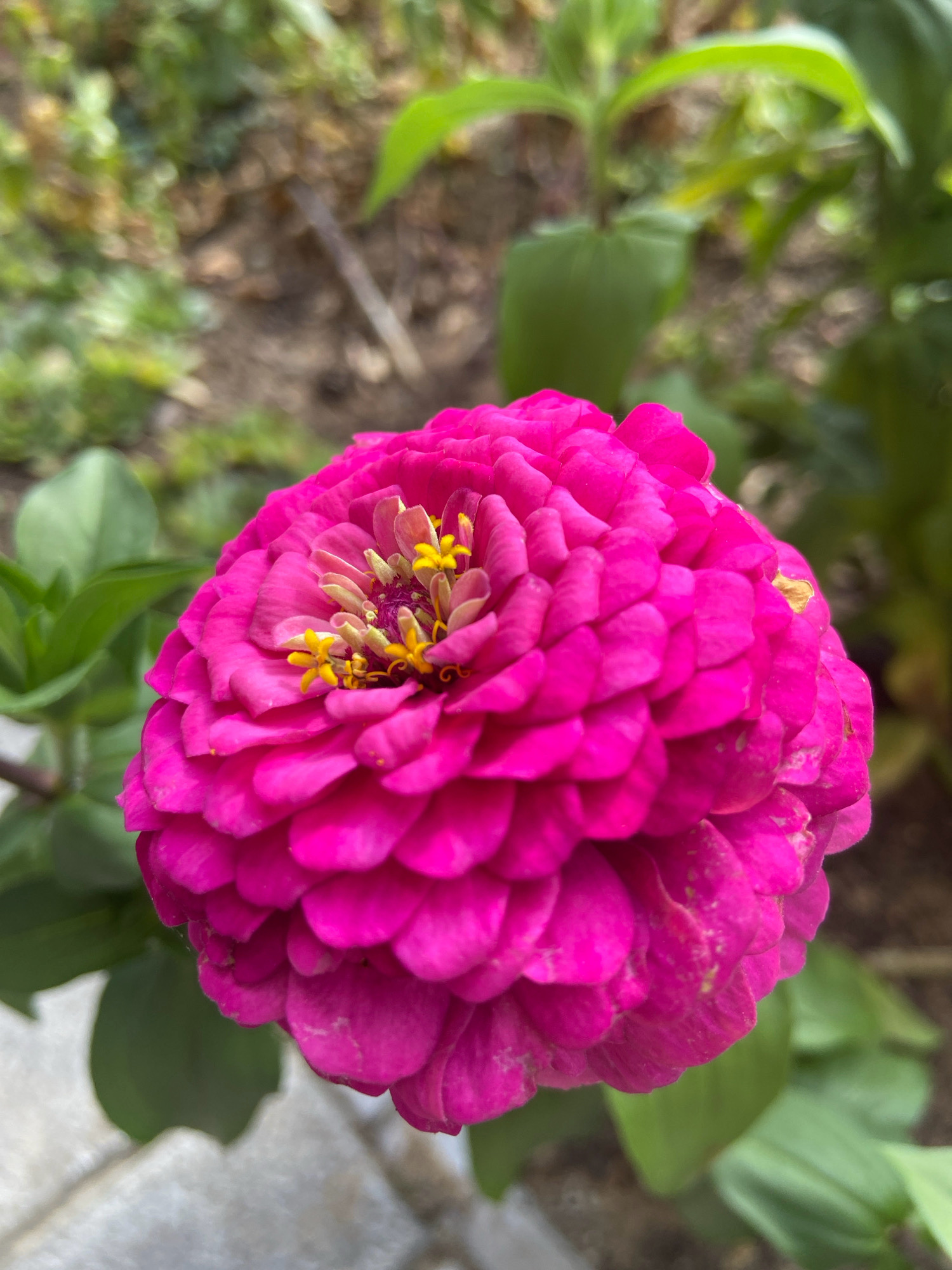 A close-up, eye-level shot captures a vibrant pink zinnia flower in full bloom. The flower's petals are densely layered, creating a ruffled, spherical shape, with bright yellow stamens peeking out from the center. The zinnia is positioned slightly off-center to the right. In the background, out-of-focus greenery and brown soil suggest an outdoor garden setting in Зимородок Днп, Russia. The lighting is natural, with soft shadows indicating an overcast or shaded environment. No people or animals are present in the frame. The overall scene is one of natural beauty and tranquility, focusing solely on the intricate details of the flower.