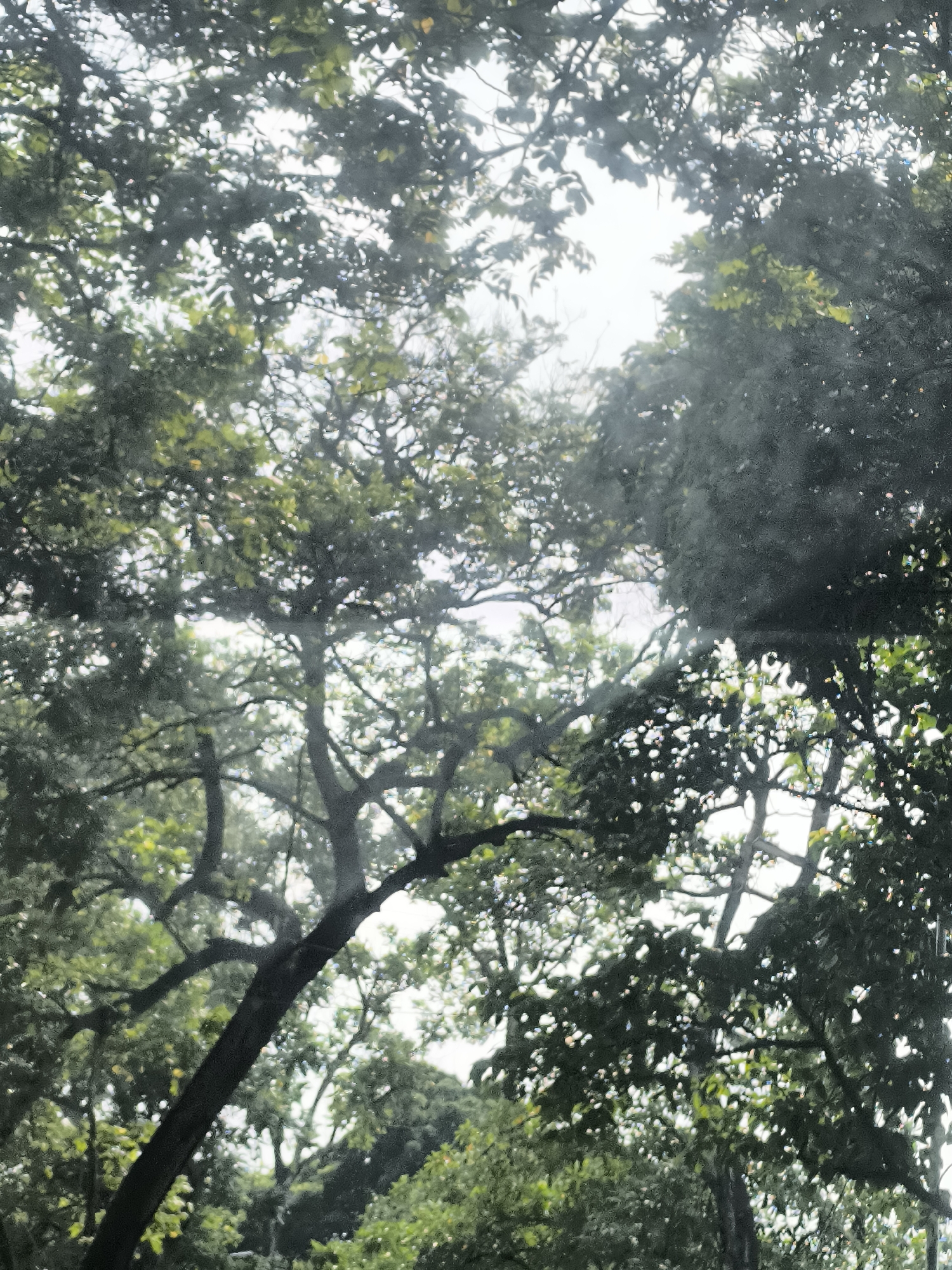 The image shows a dense canopy of green trees with thick branches, viewed from below and through a slightly hazy or wet surface, possibly a window. Sunlight filters through the leaves, creating dappled light and bright patches against the sky. The leaves are a vibrant green, with some lighter green and yellow hues suggesting variations in color or light exposure. The branches are dark and gnarled, crisscrossing the frame and creating a complex, natural pattern. The overall impression is of being immersed in a lush, outdoor environment, likely a park or garden. The city of Tangerang, Indonesia, is known for its numerous green spaces and residential areas with abundant trees, making this scene plausible within such a context.