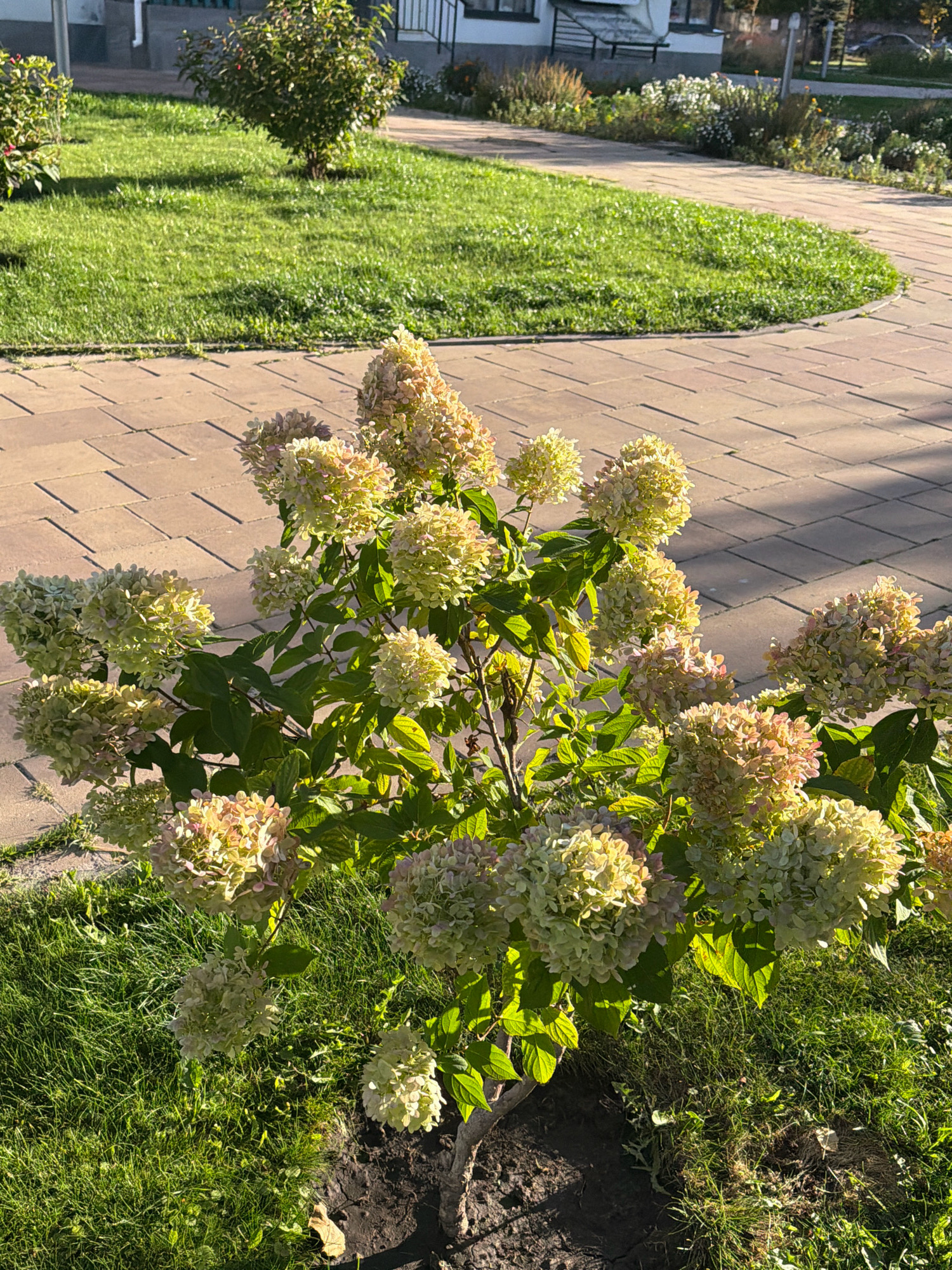 The image depicts an outdoor scene in Kyiv, Ukraine, featuring a flowering hydrangea bush in the foreground. The hydrangea has numerous large, cone-shaped flower clusters that are a pale greenish-white, with some tinges of pink. The bush is situated on a patch of green grass, adjacent to a paved walkway made of rectangular beige bricks laid in a pattern. In the background, a manicured lawn with shadows cast by sunlight curves away, and a small, leafy tree is visible. Further in the distance, elements of a building structure with a fence and some other vegetation can be observed. The lighting suggests it is daytime, with sunlight creating distinct shadows. There are no people or animals present in the frame.
