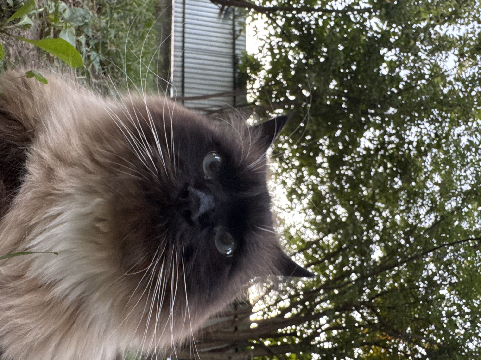 An extreme close-up, low-angle outdoor shot captures a fluffy cat with dark brown and tan fur. The cat's face is mostly visible, with its light blue eyes looking directly at the camera. Its whiskers are long and prominent. Behind the cat, out-of-focus trees with green leaves and dappled sunlight are visible. A corrugated metal fence runs horizontally in the background, partially obscured by the trees and the cat's body. The foreground consists of green grass and some small plants. The scene appears to be in a backyard or garden setting.