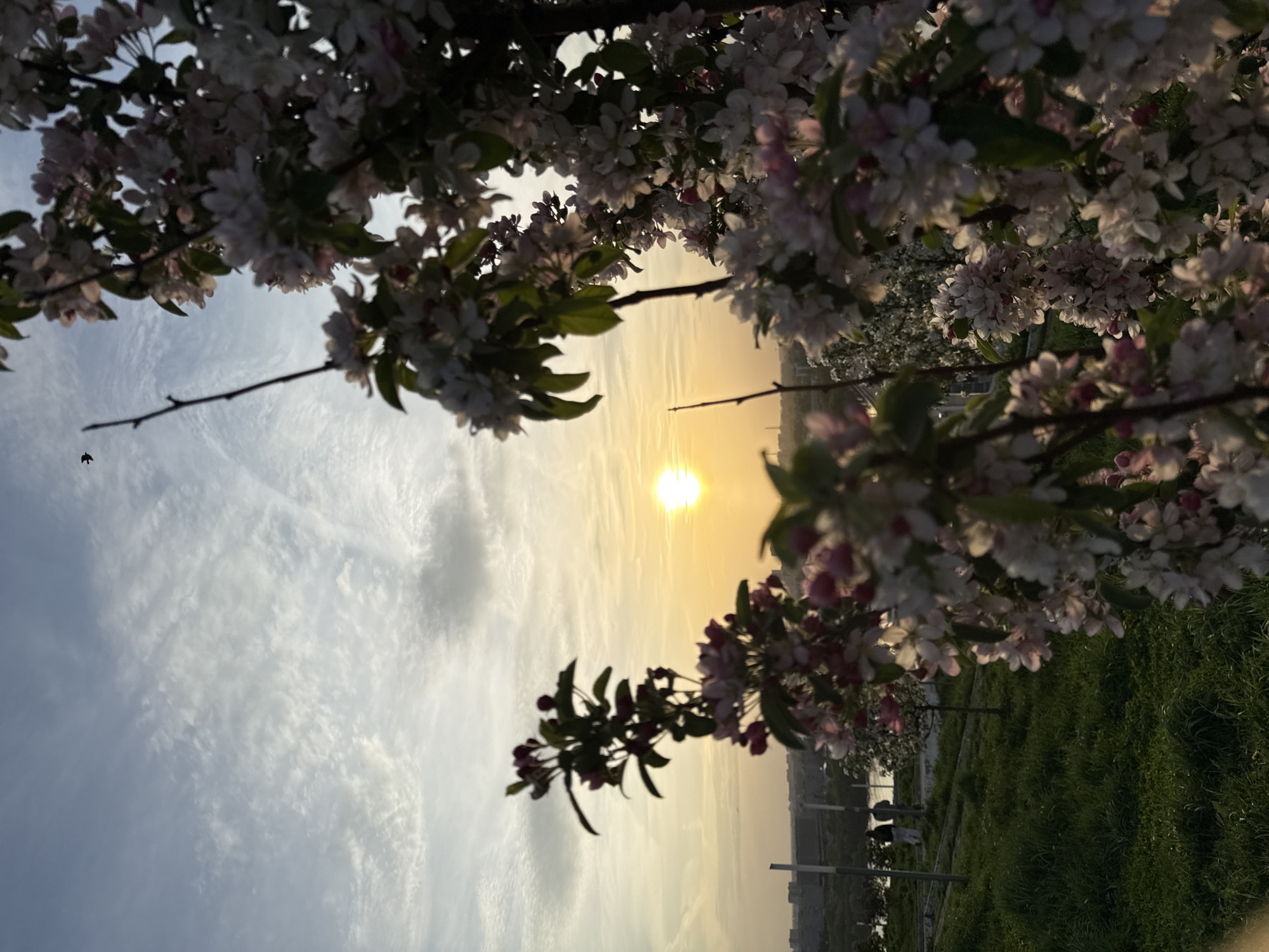 The image depicts a natural scene with a prominent focus on flowering trees, likely in the city of Nizhny Novgorod, Russia. The sky, transitioning from light to a warm, sunlit glow, is partially visible through the branches and blossoms of the trees. The sun is positioned near the horizon, radiating a golden hue.
In the lower part of the image, there is a visible horizon line, suggesting an open field or park area with a small fence or railing and green grass. There are also some indistinct shapes that appear to be people. The scene is dominated by the flowering trees, their blossoms a mix of white and pink. There is a small black bird flying in the sky.