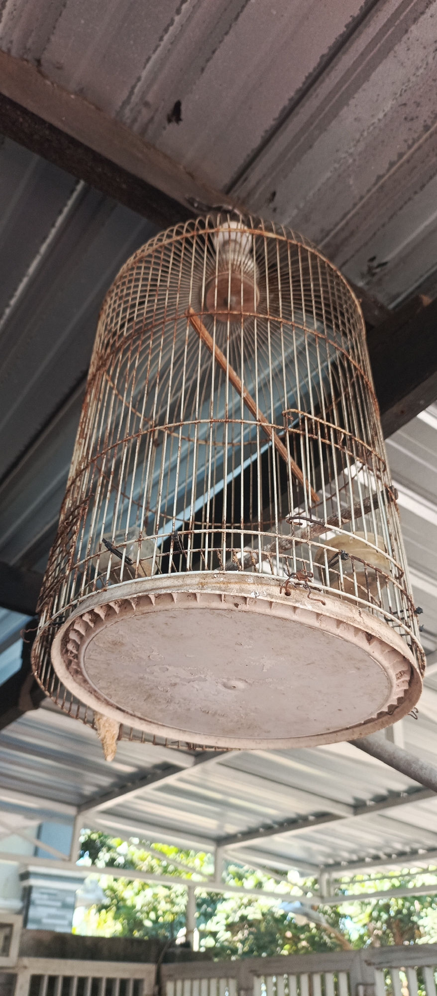 A rusty, old bird cage hangs from a corrugated metal roof structure. The cage is cylindrical with a domed top and a flat base. Inside the cage, there are several perches, and it appears to be empty. The background shows more of the metal roof and supports, with lush green foliage visible through the structure, suggesting an outdoor or semi-outdoor setting in Arjasa, Indonesia. The lighting is natural and appears to be daytime.
