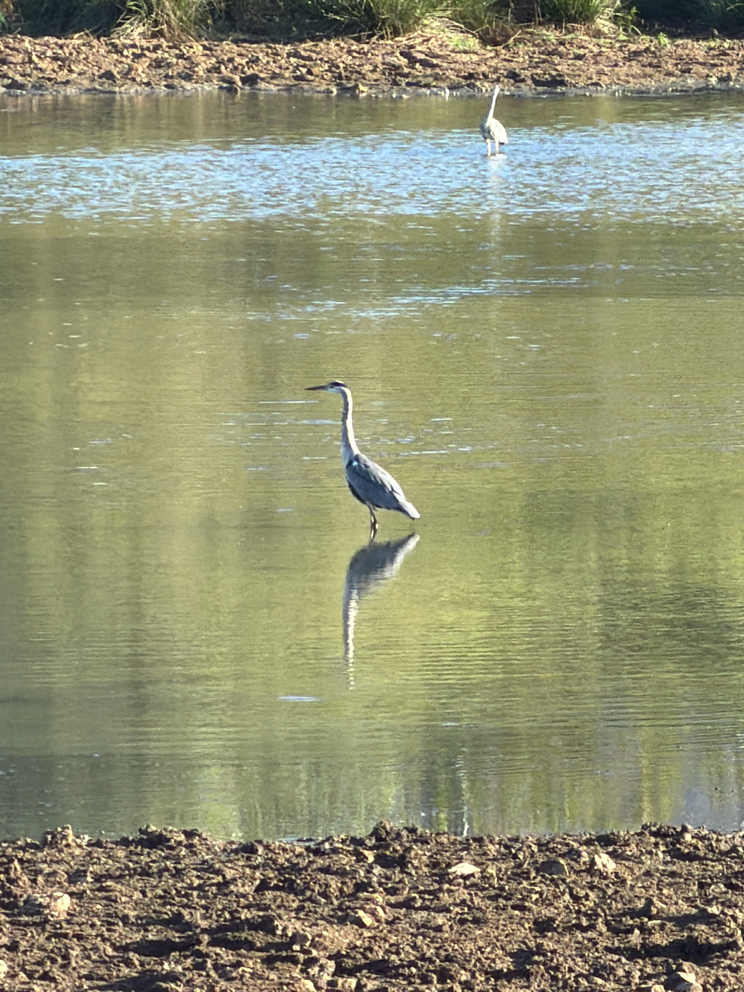 An outdoor, horizontal, eye-level shot shows two great blue herons standing in calm, shallow water. The herons are gray with long necks and legs. The heron in the foreground is facing right, and the heron in the background is facing left. The water is green and reflects the light. The foreground and background are lined with dry, brown dirt and green grass.
