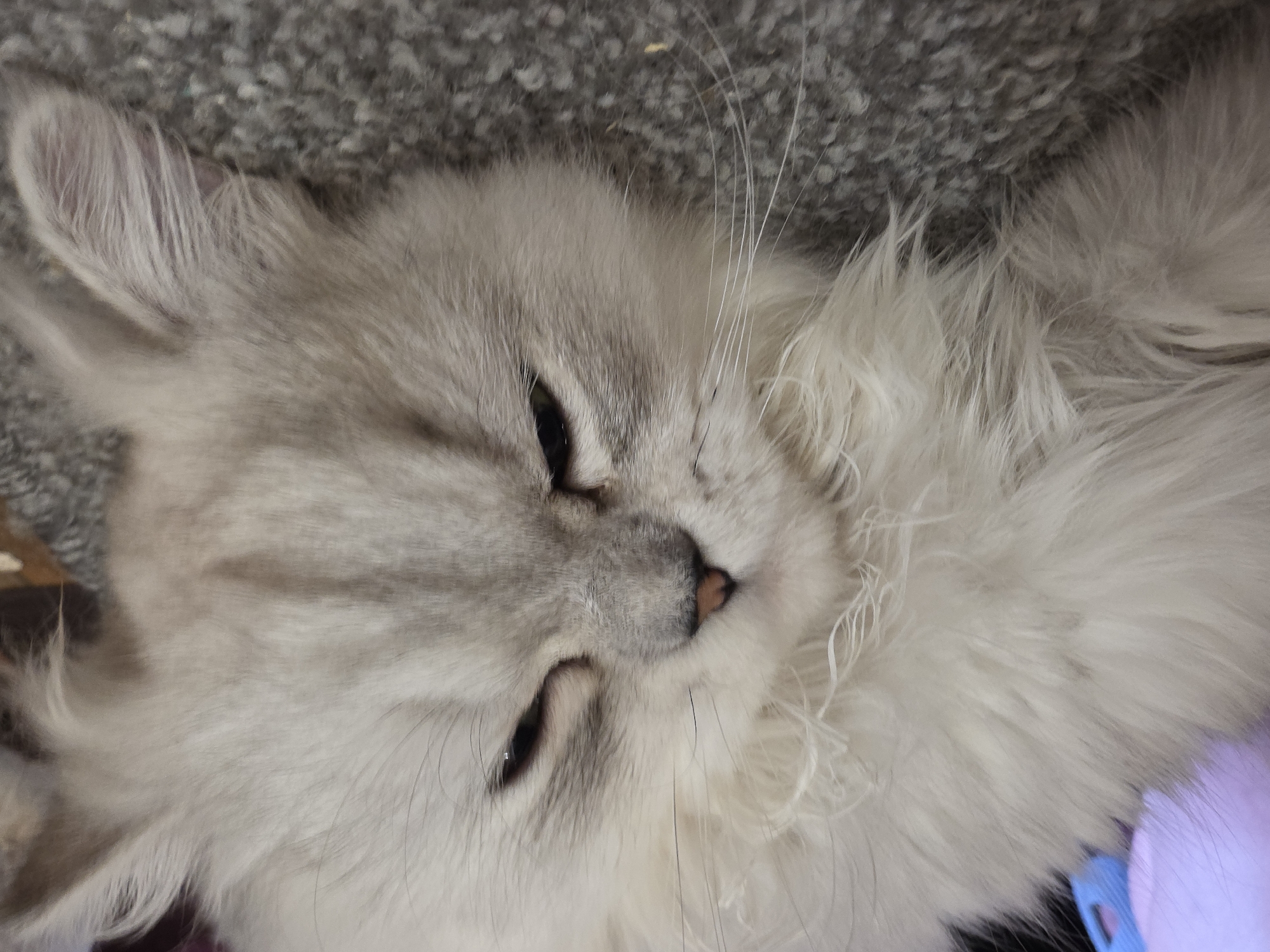 This media file is a close-up, angled shot of a fluffy, light-colored cat lying down on a textured gray surface, possibly a carpet or blanket. The cat's fur is predominantly white with subtle gray markings, particularly around its face, giving it a striking appearance. Its eyes are partially closed, and its nose is a light brown. The cat's whiskers are long and white, fanning out from its face. The lighting suggests it is indoors, with no specific time of day or weather conditions indicated. The cat appears relaxed, possibly napping or resting, conveying a sense of calm and contentment. The background is mostly out of focus, but the texture of the surface it rests on is clearly visible, adding to the tactile impression of the image. There are no visible people, text, or specific location cues within the frame, other than the general indoor setting. The image focuses entirely on the feline subject and its immediate surroundings.