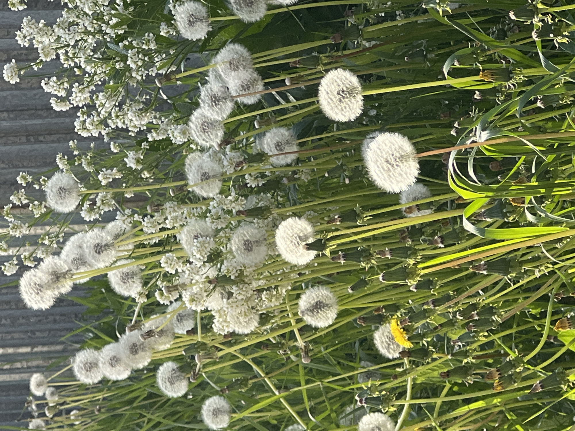 The image depicts a patch of dandelions gone to seed, intermixed with other wildflowers, possibly yarrow, adjacent to a paved surface. The dandelions are predominantly in their seed-head phase, appearing as white, spherical puffs. Green grass and stems are interspersed amongst the dandelion heads. One yellow dandelion flower is visible, near the bottom of the image. The paved surface is visible on the left edge, but it is not possible to determine the exact location in the city of Chaikovsky, Russia, from this image alone. There are no people visible in the image.