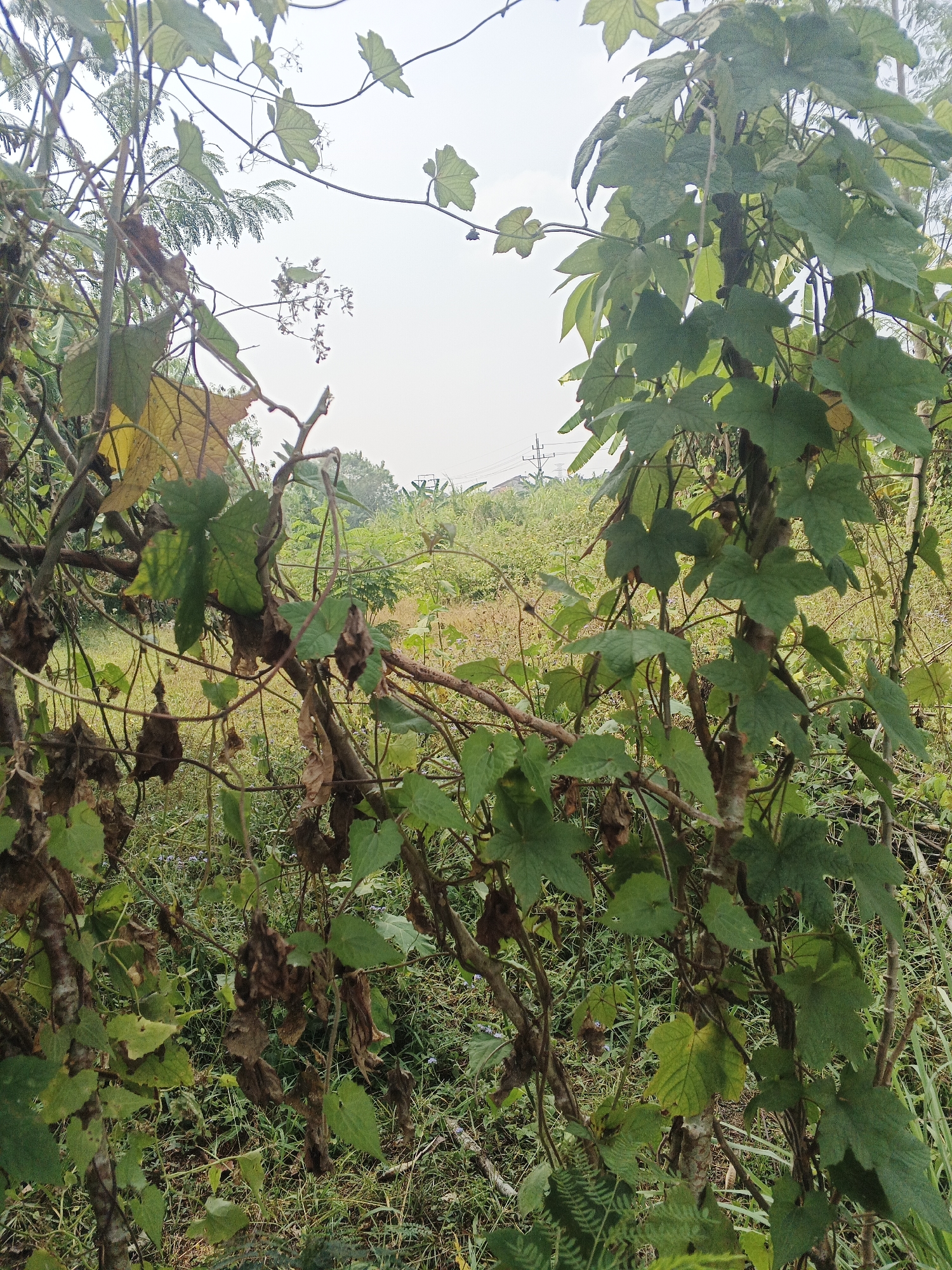 The image depicts a close-up view of a plant with large, green, lobed leaves and woody stems. Some of the leaves are yellowing or dried and brown, indicating a natural aging process or seasonal change. The plant is situated outdoors, with a background of dense vegetation including tall grasses, smaller plants, and trees. In the distance, power lines and a few distant structures are visible, suggesting a semi-urban or rural setting. The sky is overcast and light, with a pale white hue. There are no people or animals present in the image. The overall impression is one of overgrown natural growth in a tropical or subtropical environment. The location is Sukabumi, Indonesia.