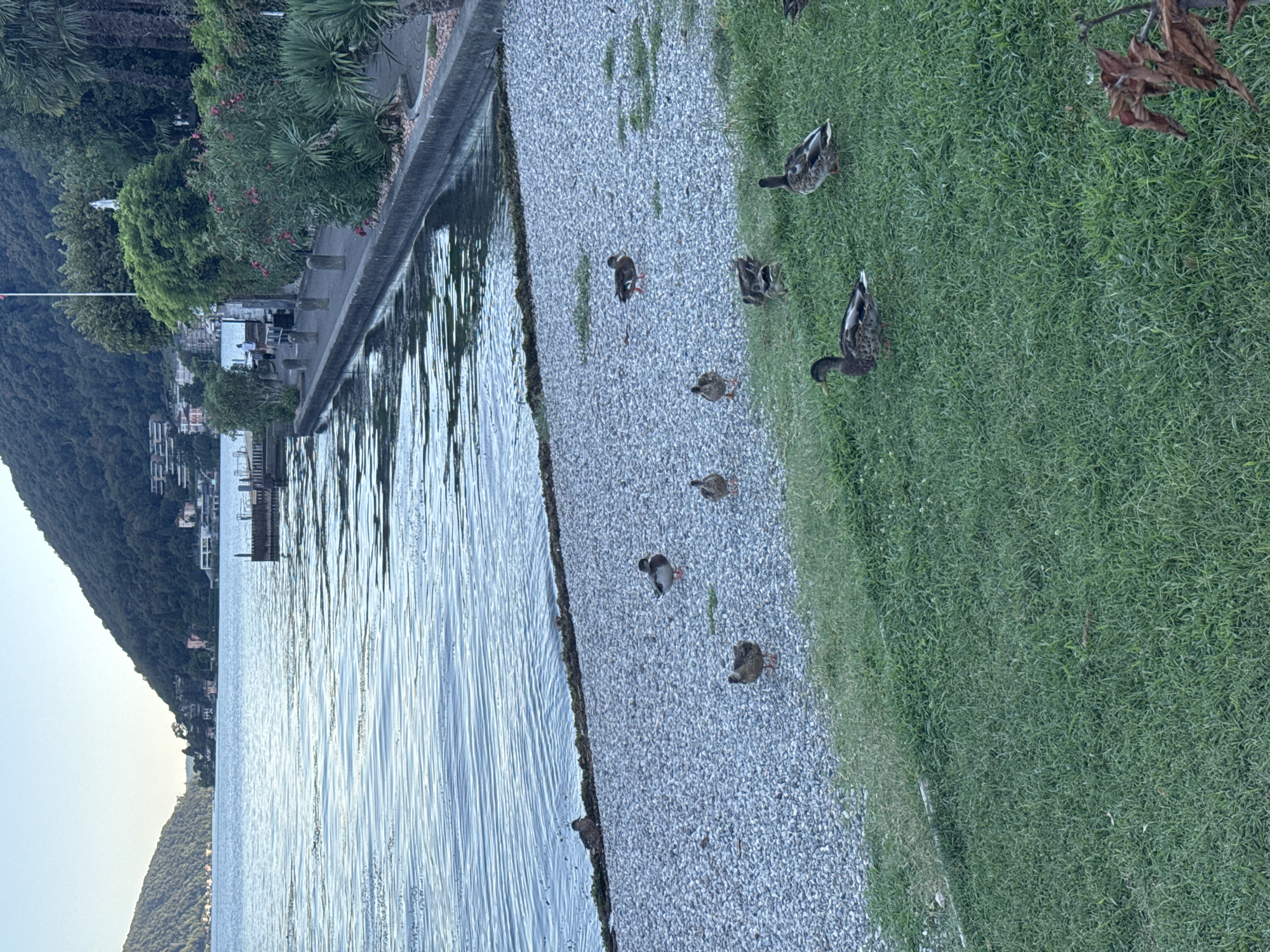 The image depicts a scenic view of Lake Lugano in Melide, Switzerland, during what appears to be the late afternoon or early evening. The calm, rippling water of the lake occupies the left two-thirds of the frame, reflecting the soft, clear sky. A pebble beach lines the water's edge, with a distinct line of seaweed or debris visible where the water meets the shore.
On the beach and the adjacent grassy area, a group of ducks is present. Several ducks are scattered across the pebble shore, while others are on the lush green grass. One duck is positioned prominently on the right side of the grassy area, facing away from the camera.
In the background, a paved walkway runs along the shoreline, bordered by a concrete barrier. Beyond the walkway, dense greenery with trees and flowering bushes, including some with pink blossoms, creates a vibrant backdrop. A few palm trees are also visible. Further in the distance, buildings are nestled on the forested slopes of the hills that rise dramatically from the opposite side of the lake, creating a picturesque mountainous landscape. The overall scene suggests a tranquil public space by the lake.