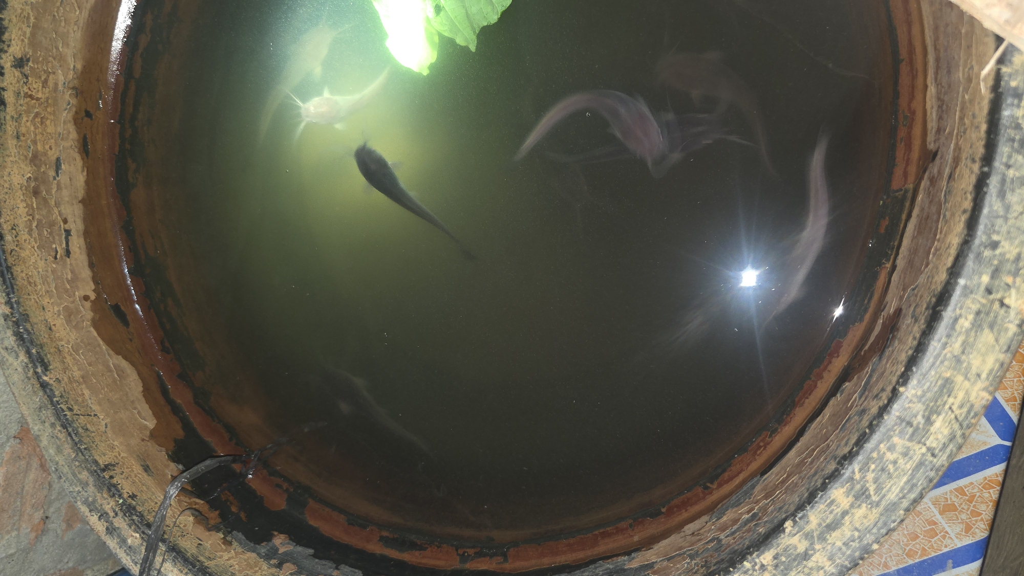 The image shows the interior of a well or large concrete container filled with murky water. Several fish, possibly catfish, are visible swimming within the water. The sides of the container appear to be stained and aged. A single green leaf or plant floats near the surface. A black cable or hose enters the container from the lower left. The environment has an earthen or weathered feel. This photo may be taken in the city of Lhokseumawe, Indonesia.