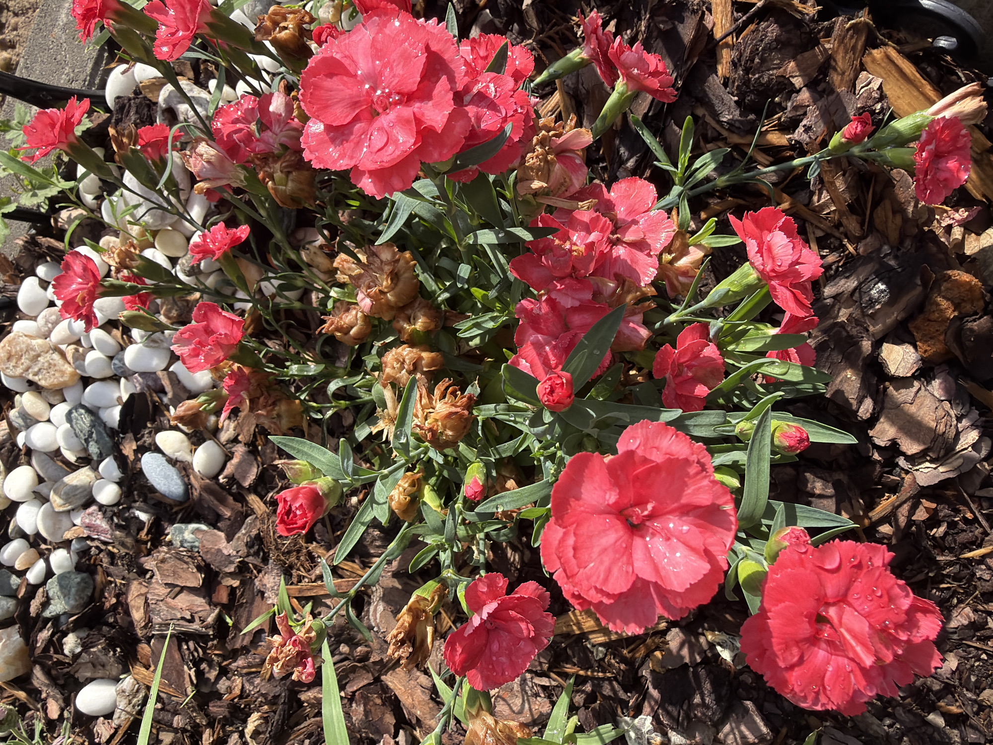 This close-up image captures a cluster of vibrant red Dianthus flowers, commonly known as carnations or 'pinks,' thriving in a garden bed in Sofia, Bulgaria. The flowers are in various stages of bloom, with many showcasing full, ruffled petals. Numerous small water droplets are visible on the petals of the fresh red blooms, suggesting recent watering or morning dew.
Interspersed among the healthy, green-leaved stems are several faded, brownish flower heads, indicating the natural cycle of growth and decay. The flowers are planted in a bed primarily covered with dark brown wood chips or mulch, providing a natural and textured backdrop. To the left side of the frame, a distinct patch of small, smooth, white, and grey pebbles outlines a section of the garden.
The scene is bathed in bright, natural sunlight, indicating either morning or early afternoon. This strong illumination creates defined shadows and highlights the rich color of the flowers and the textures of the ground cover. There are no people visible, nor is there any discernible text within the image. The overall impression is one of a peaceful, well-maintained garden flourishing under sunny conditions.