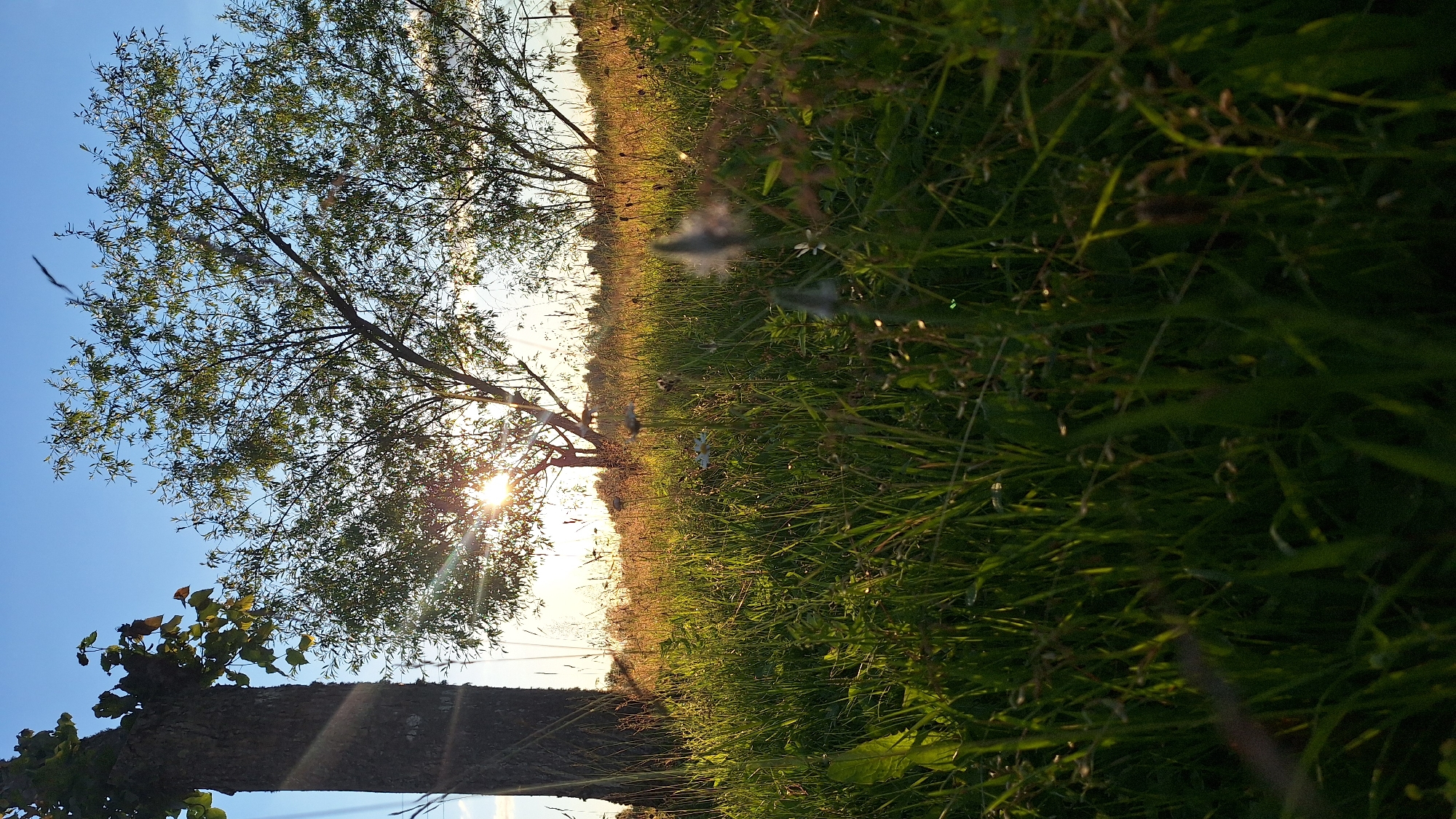 The image depicts an outdoor scene with a low-angle, vertical perspective, as if looking up from ground level. The primary subjects are a large tree with lush green leaves on the left side of the frame, and tall green grass that fills the right side and extends into the background. A portion of a tree trunk, rough in texture, is visible in the lower left.
The sun is low in the sky, casting bright rays that shine through the branches of the tree and create lens flare. This suggests that the time of day is either sunrise or sunset. The light illuminates the grass, giving it a warm, golden hue in the distance, while the foreground grass is darker green.
The scene appears to be a natural landscape, possibly a meadow or a field bordering a wooded area. The sky is clear and blue, indicating fair weather. There are some wispy, out-of-focus elements in the grass, which might be seed heads or small flowers. The overall mood is peaceful and serene, amplified by the warm, natural lighting.
No people, objects, or text are clearly visible in the image. The focus is on the natural elements of the landscape and the interplay of light and shadow. The composition, with its strong diagonal lines and bright sunlight, gives a sense of depth and dynamism to the scene.