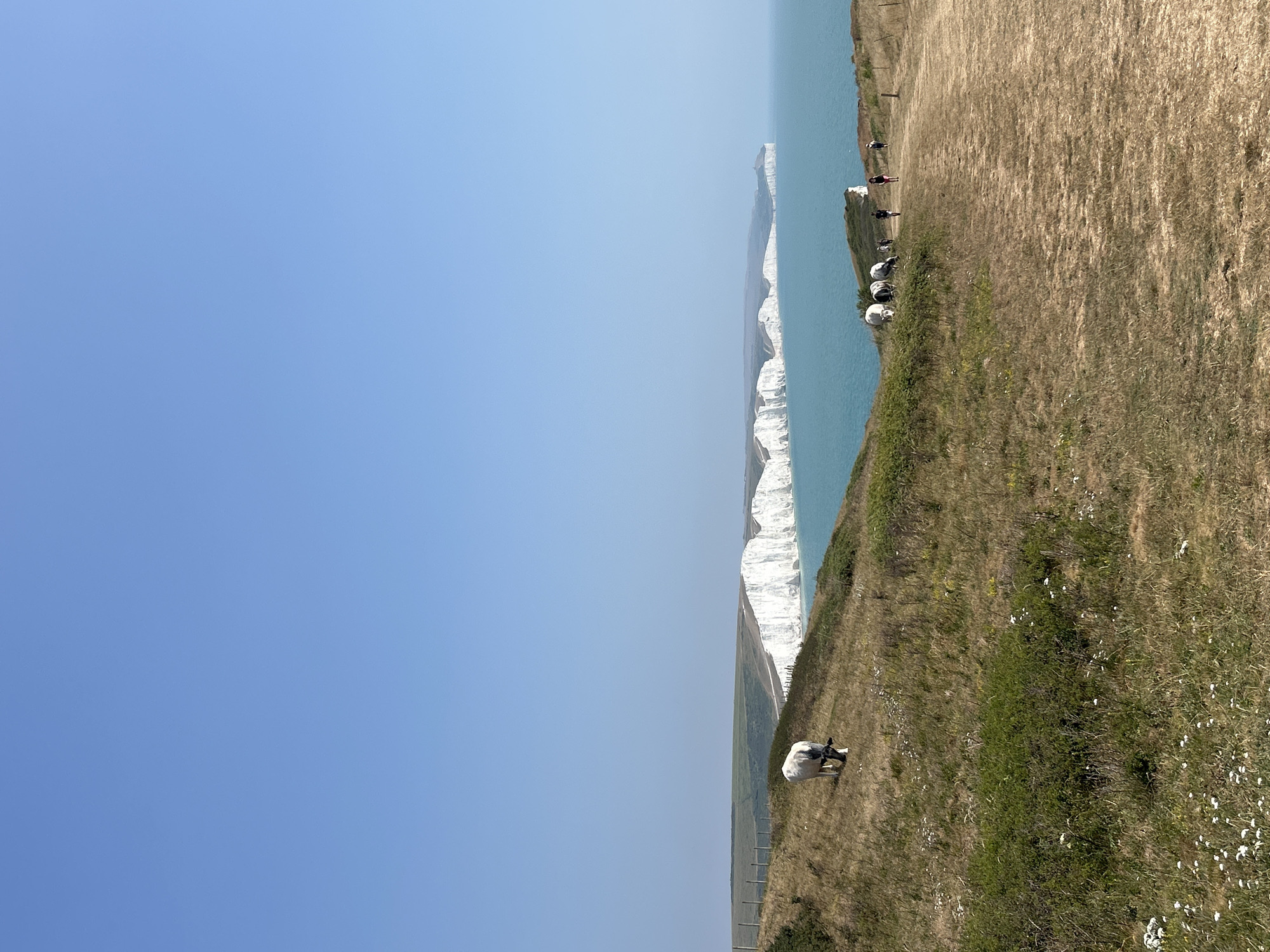 This image depicts a scenic coastal view of the Seven Sisters cliffs in Seaford, United Kingdom. The foreground features a dry, grassy hillside with a dirt path winding down towards the coast. Several cows are grazing on the slope, with one white and black cow prominently positioned on the left. Further along the path, a group of people are walking. In the background, the iconic white chalk cliffs of the Seven Sisters stretch across the horizon, meeting the turquoise waters of the English Channel under a clear blue sky. The scene is bathed in bright sunlight, indicating a summer day.