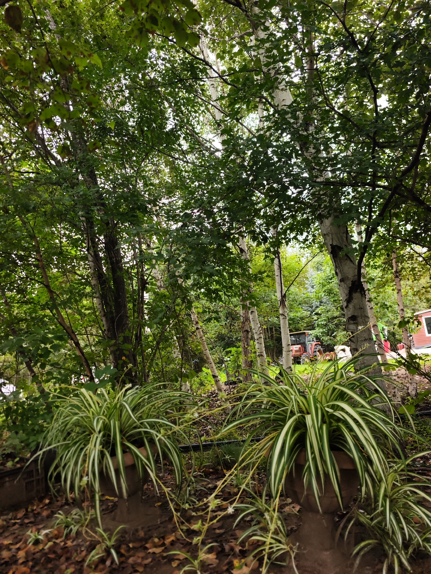 The image depicts an outdoor scene with lush greenery and trees. In the foreground, two large potted spider plants with variegated leaves are visible. The ground is covered with fallen leaves. In the background, there is a red tractor and a portion of a red building with a white window. The environment appears to be a garden or yard, possibly in a rural or suburban setting. The specific location within the city of Solovej-Kljuch, Russia, cannot be determined from the visual information provided.