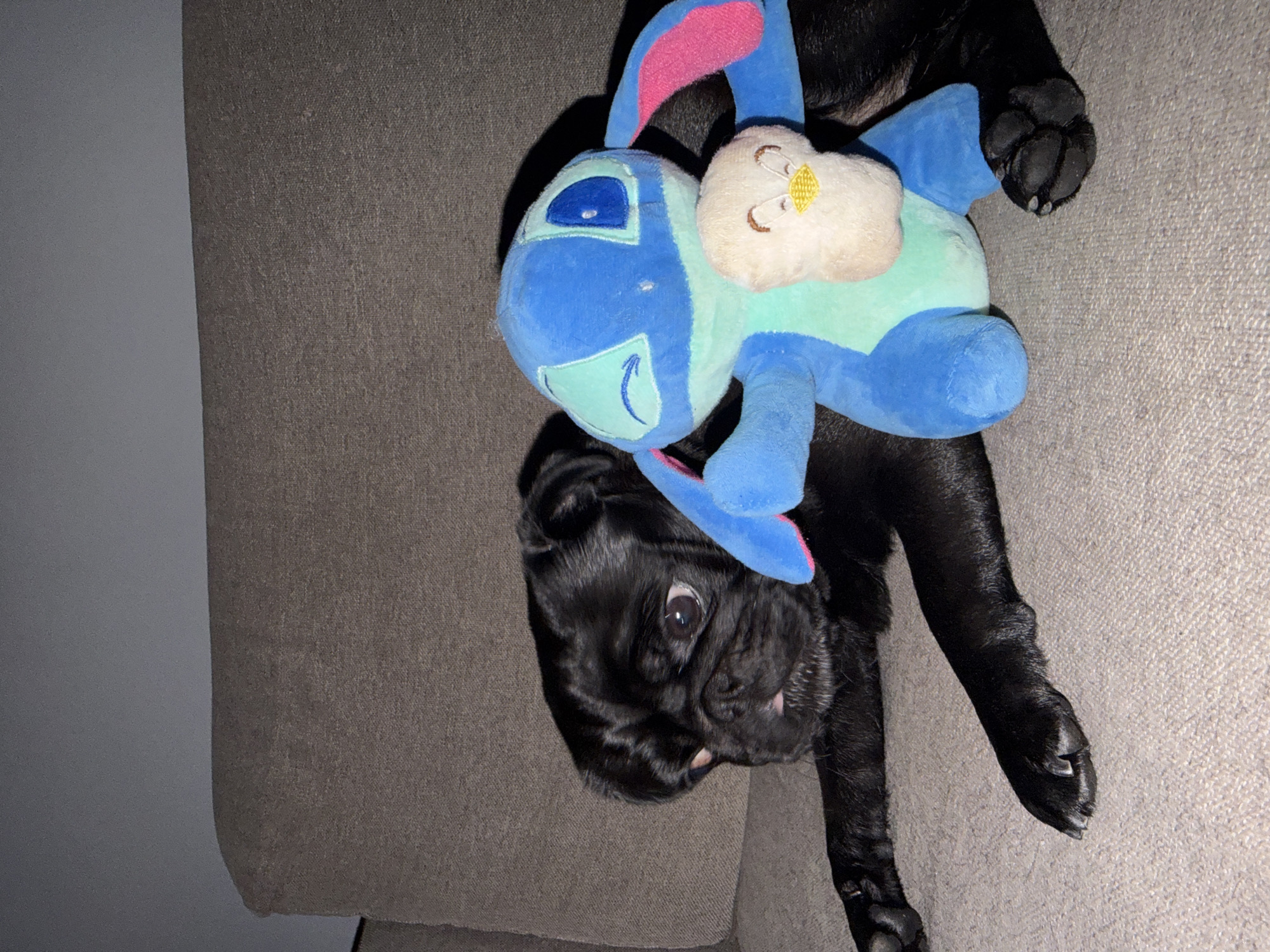 A black pug dog is lying on a grey couch, resting its head next to a blue stuffed toy of the character Stitch. The dog has its tongue slightly out and is looking at the camera with a concerned expression. The Stitch toy is holding a smaller, cream-colored stuffed toy that resembles a bird. The background is a blurred grey wall. The image appears to be taken indoors in a dimly lit room.