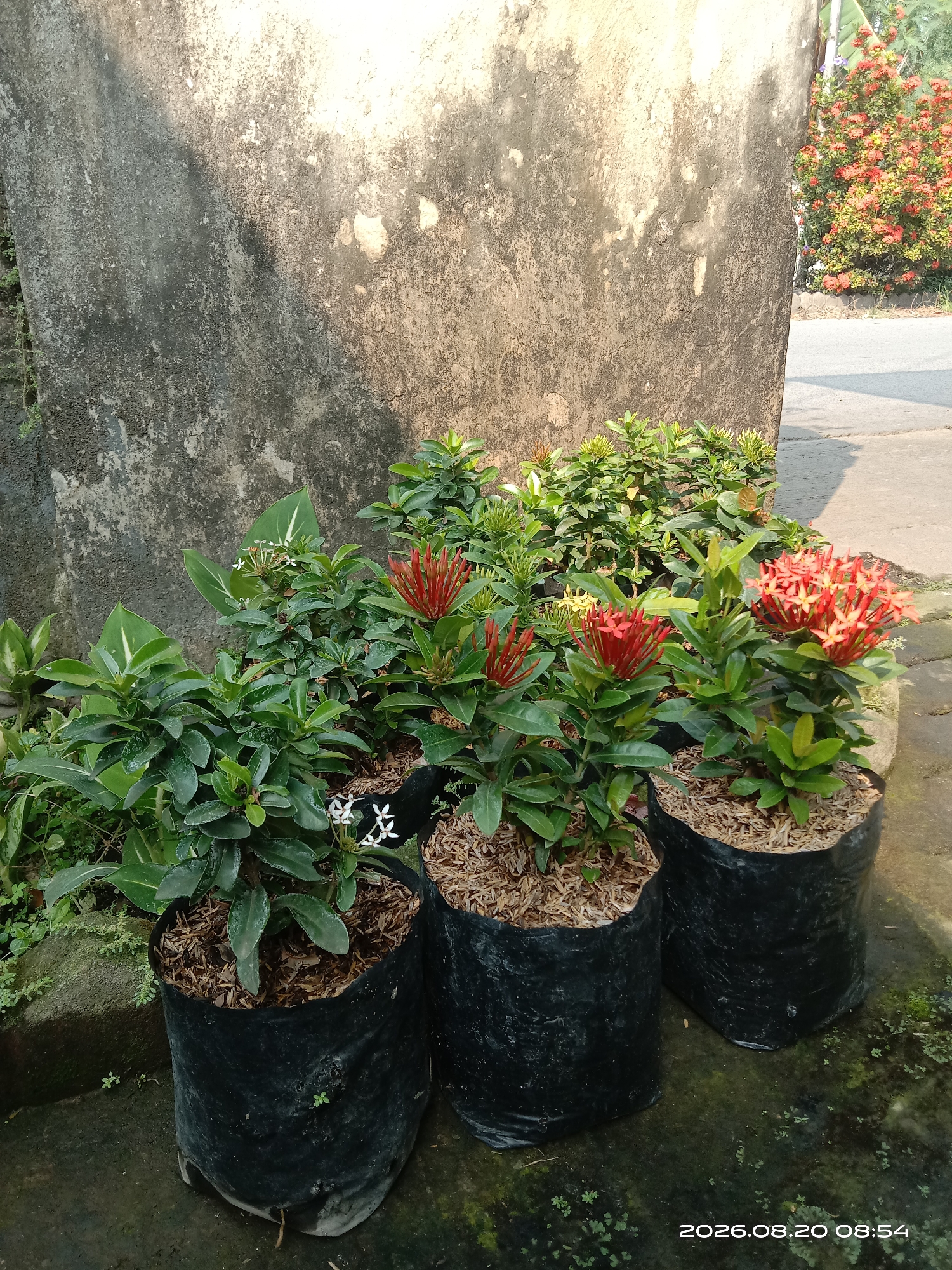 The image depicts an outdoor scene in Gudo, Indonesia, with a focus on potted plants arranged against a textured, weathered concrete wall. In the foreground, several potted plants are displayed in black plastic bags filled with mulch. Some of these plants feature clusters of vibrant red flowers, while others have green foliage and smaller white blooms. Behind these, a larger bush with numerous red flowers is visible, suggesting a garden or nursery setting. The concrete wall exhibits signs of age and weathering, with patches of discoloration and a rough surface. To the right of the wall, a paved area and a road are partially visible, indicating an urban or suburban environment. The lighting suggests it is daytime, possibly late morning due to the angle of the shadows. No people are present in the image.