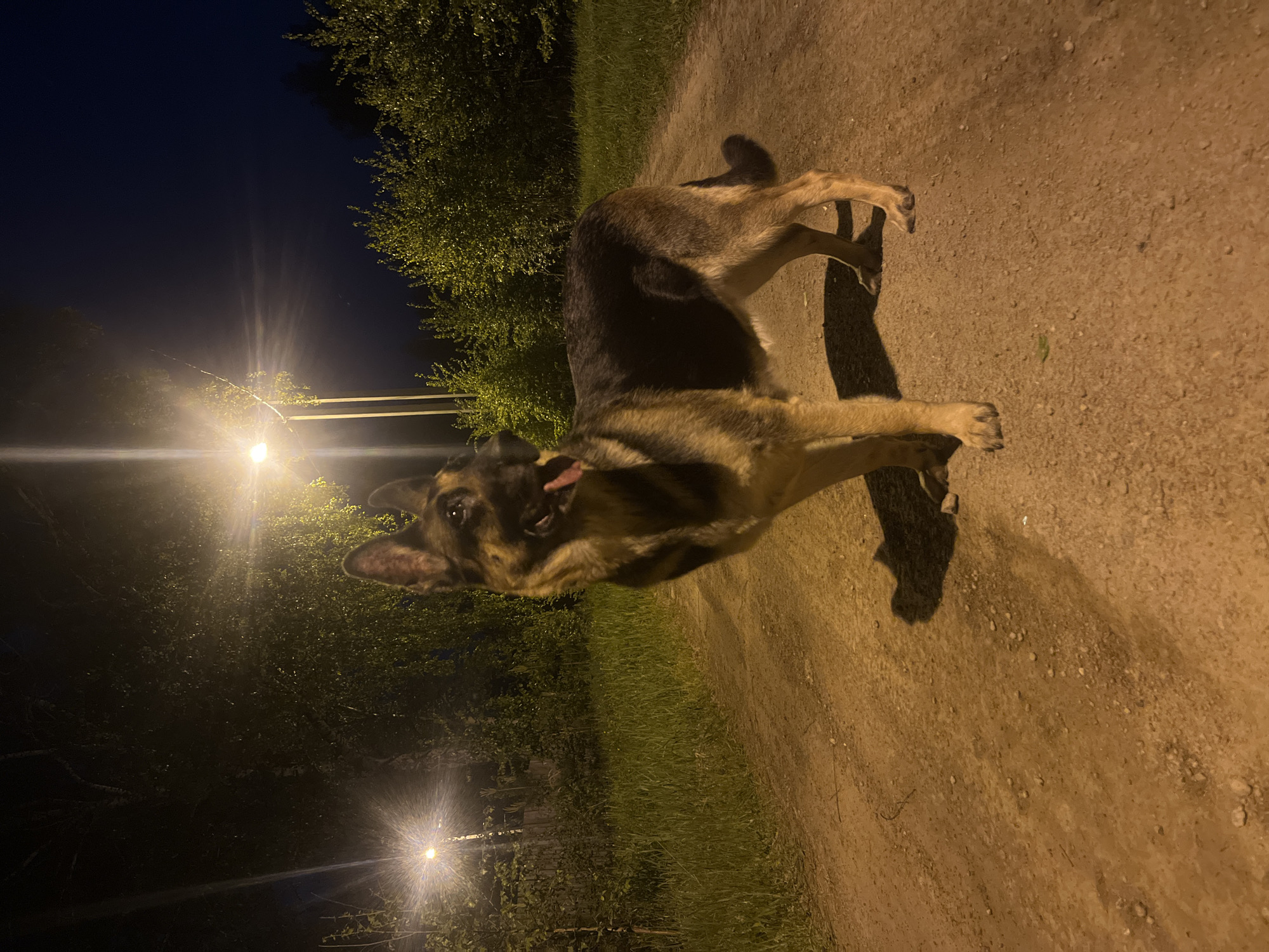 A medium shot captures a German Shepherd dog standing on a dirt path at night. The dog faces the camera, with its tongue slightly protruding. The surroundings are dimly lit, with trees visible in the background. Streetlights illuminate the scene, casting shadows on the path. The location appears to be in a park or residential area in Nizhny Tagil, Russia, judging by the vegetation and street lighting style.