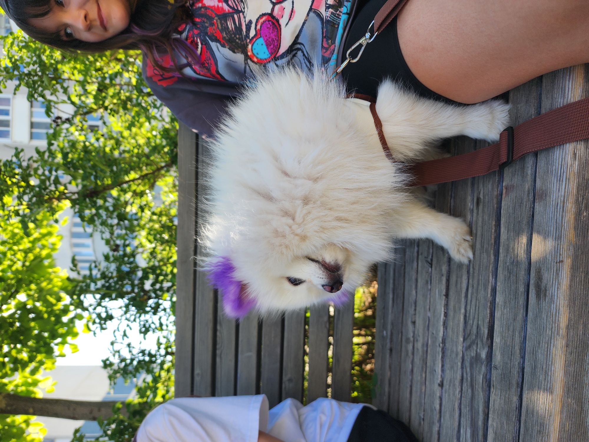 A photograph depicts a woman sitting on a wooden bench outdoors with a white, fluffy dog resting on her lap. The dog has purple fur at the tips of its ears. The woman is wearing a graphic t-shirt and black shorts. A brown leash is attached to the dog's harness. The background includes green trees and a building with blue windows. Another person's white shirt is partially visible at the bottom left of the image. The photo was taken in Kazan, Russia.