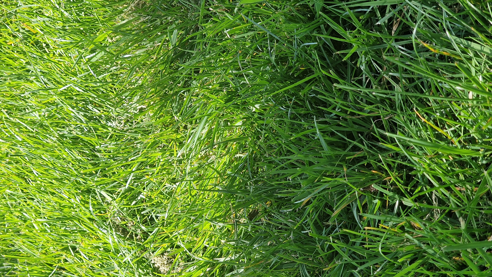 The image depicts a close-up view of grass. The grass is vibrant green in color, with varying shades suggesting differences in light exposure or grass type. The composition is predominantly green, representing a natural environment, likely a lawn or field. The image appears to be taken at ground level, emphasizing the texture and detail of the grass blades. It is not possible to determine the location within Lincoln, United Kingdom or to identify people, actions, or objects beyond the grass itself.