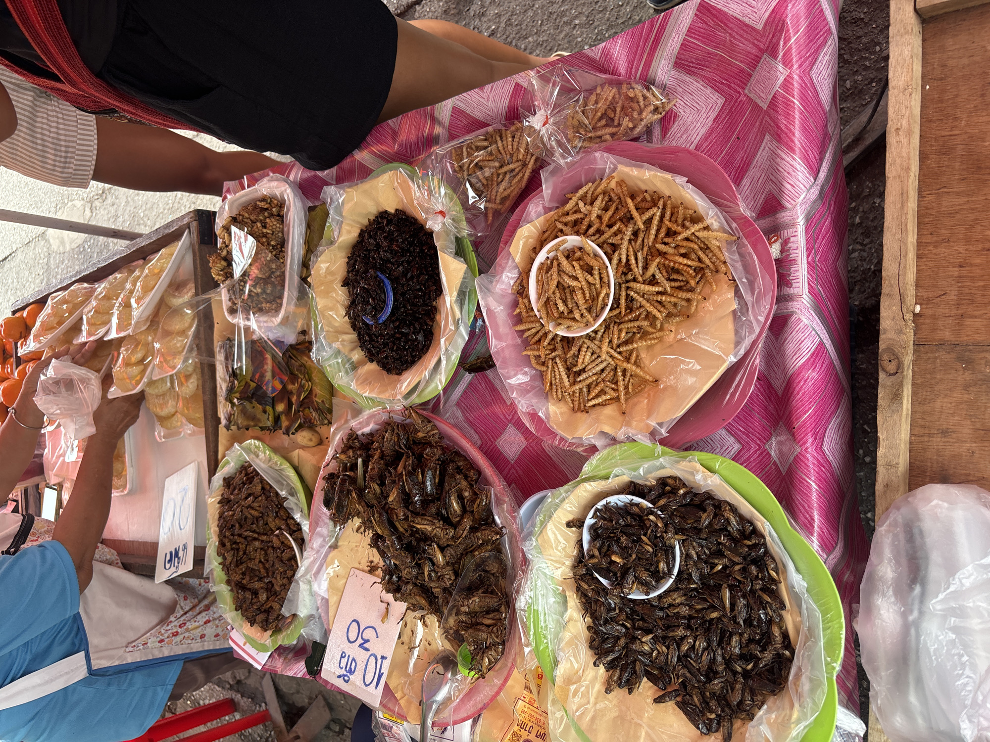 The image shows a close-up, high-angle view of a market stall in Chiang Mai City Municipality, Thailand, displaying a variety of fried insects for sale. The stall is covered with a pink and white patterned tablecloth. In the foreground, a large plastic bag filled with what appears to be a large quantity of fried insects sits on a wooden surface. Above this, a green plastic bowl is overflowing with more fried insects, and a smaller white bowl containing a portion of the same insects sits nestled in the center. To the right of this, a pink plastic bowl is filled with a different type of fried insect, characterized by their elongated, segmented bodies, and two clear plastic bags, each filled with this latter type of insect, are also displayed. Further to the right, a tray with another type of fried insect is visible. In the background, a person wearing a blue shirt and a white apron is handling food. There are also other food items on display, including what appear to be pastries or fruits in white packaging, and a pile of dark-colored fried insects in a green bowl. Price tags with Thai script and numbers are visible on some of the items. The overall scene suggests a street food vendor selling edible insects.