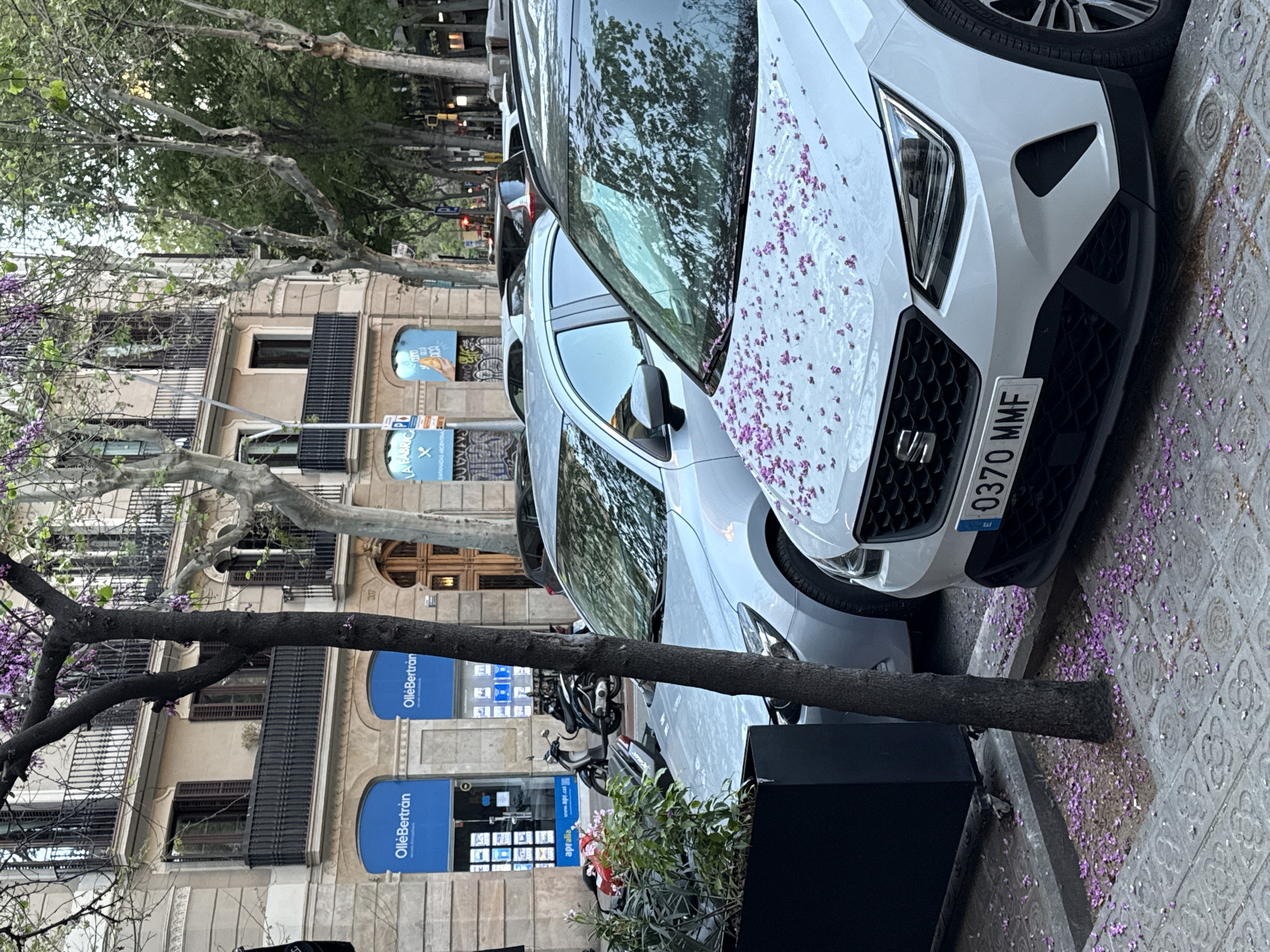 Here's a description of the image:
The image shows a street scene in Barcelona, Spain. Two silver/white colored vehicles are parked adjacent to the curb. Purple flowers lie scattered on the windshield and hood of the front vehicle, as well as on the sidewalk. A thin tree trunk is visible near a planter box between the cars and sidewalk. In the background, there's a multi-story building with balconies and windows. Signage for "OllèBertran" and other commercial establishments are visible on the building's facade. Motorbikes are also parked behind the cars. The license plate on the front car reads "0370 MMF". Other signage is present on the street, including what appears to be directions and advertising.