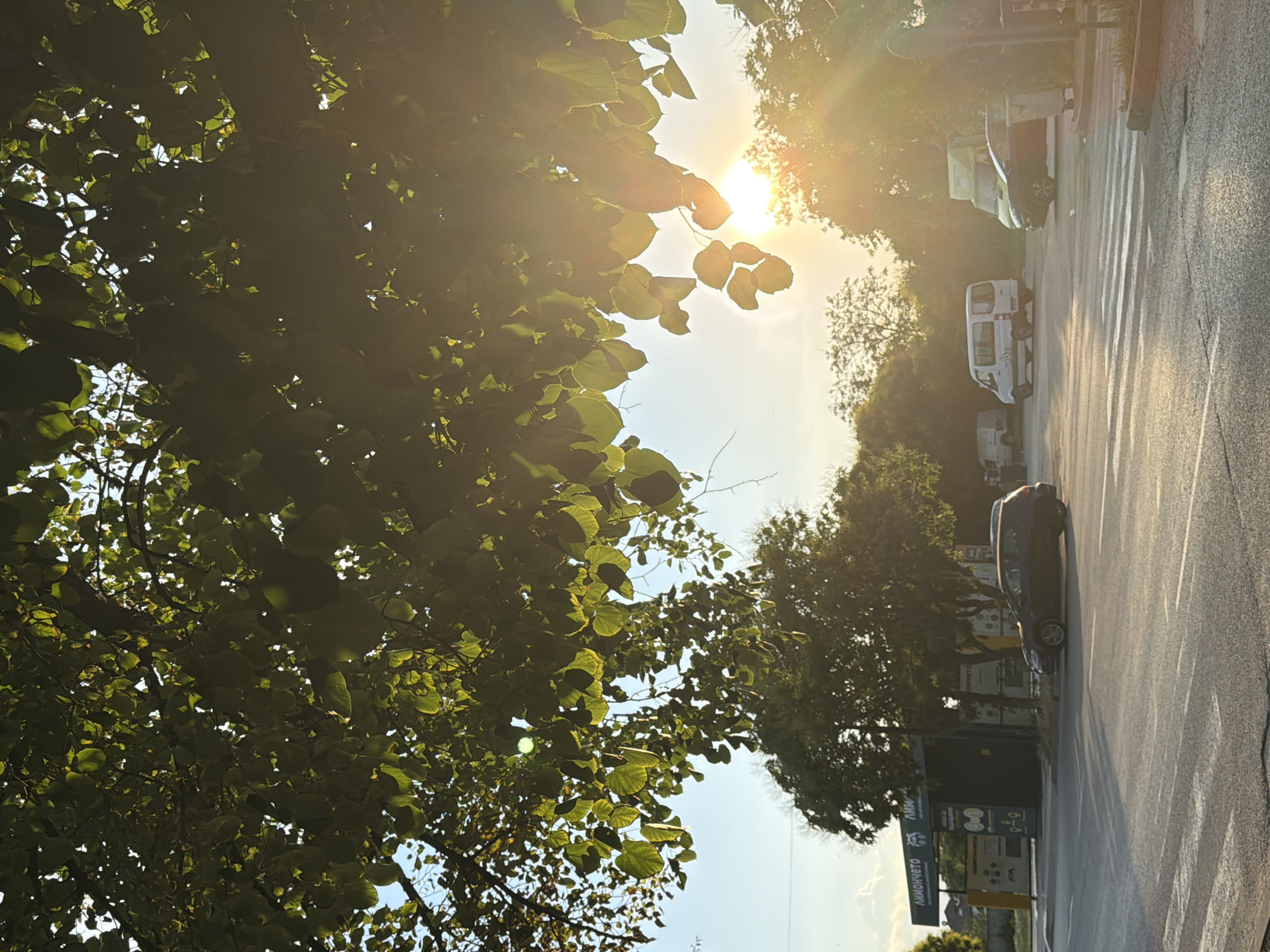 The image depicts a street scene in Pazardzhik, Bulgaria, bathed in the warm light of the setting sun. Overhead, a dense canopy of green leaves from a large tree partially obscures the sky, with the sun's rays filtering through, creating a lens flare and dappled light on the foliage. In the mid-ground, several vehicles are visible. To the left, a dark-colored hatchback is parked near a building with signage that appears to advertise car services. Further to the right, a white van and a larger green truck are parked, along with another dark-colored vehicle in the foreground. A pedestrian crossing is marked on the asphalt road. The background consists of trees and a hazy sky, with residential buildings faintly visible in the distance. The overall atmosphere is calm and serene, characteristic of a late afternoon in a suburban or commercial area.