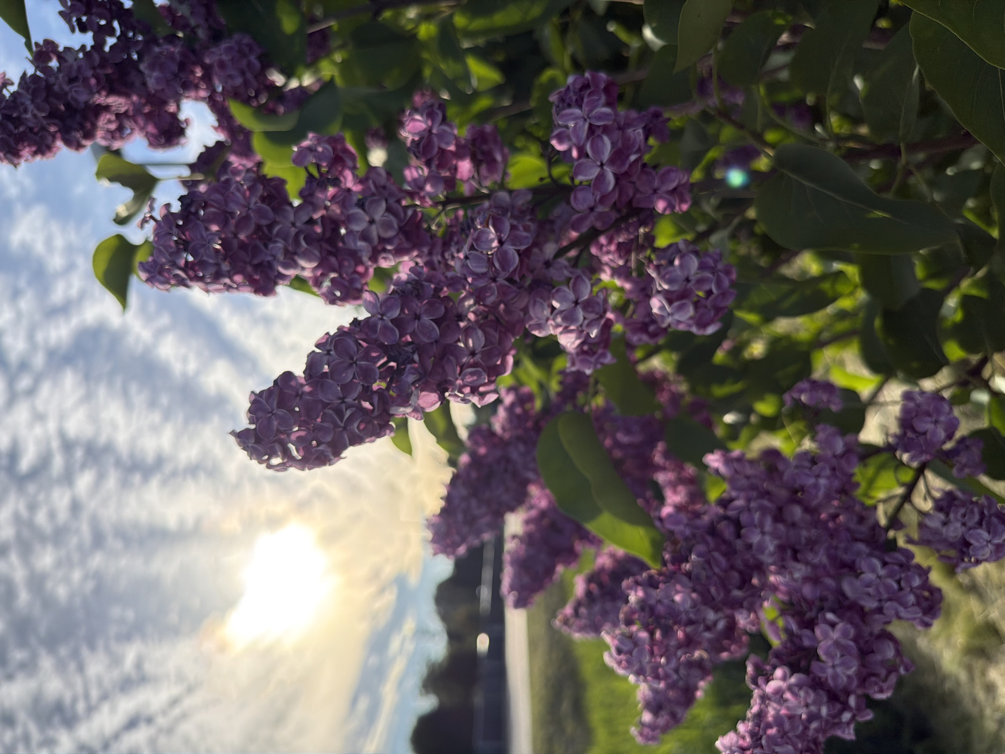 The image shows a close-up of blooming purple lilac flowers with blurred green leaves in the foreground. The sun is shining brightly in the sky, partially obscured by wispy clouds, casting a warm glow. In the background, a blurry street and some trees are visible, suggesting an outdoor setting, possibly in a park or along a road. The overall scene is one of natural beauty and a pleasant, sunny day. There are no people or any discernible urban structures that would specifically place this image in Tallinn, Estonia.