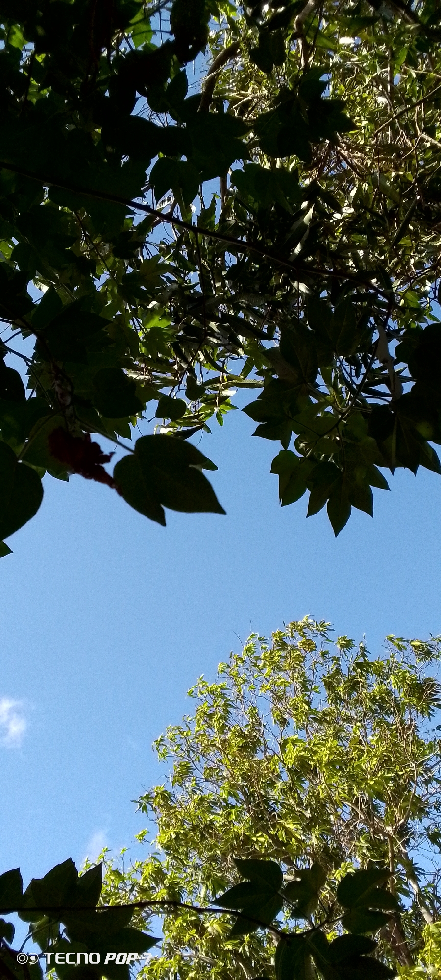 The image is a low-angle shot looking up at a clear blue sky, partially obscured by the branches and dark green leaves of trees. In the upper portion of the frame, darker foliage dominates, with some leaves appearing to be in shadow. The lower portion of the frame shows more of the sky and the vibrant green leaves and branches of another tree. There is a small, wispy white cloud visible in the sky in the lower left quadrant. The bottom left corner of the image contains a watermark that reads "TECNO POP". The scene appears to be outdoors in Altagracia, Venezuela, likely during daylight hours. There are no people or animals visible in the image.