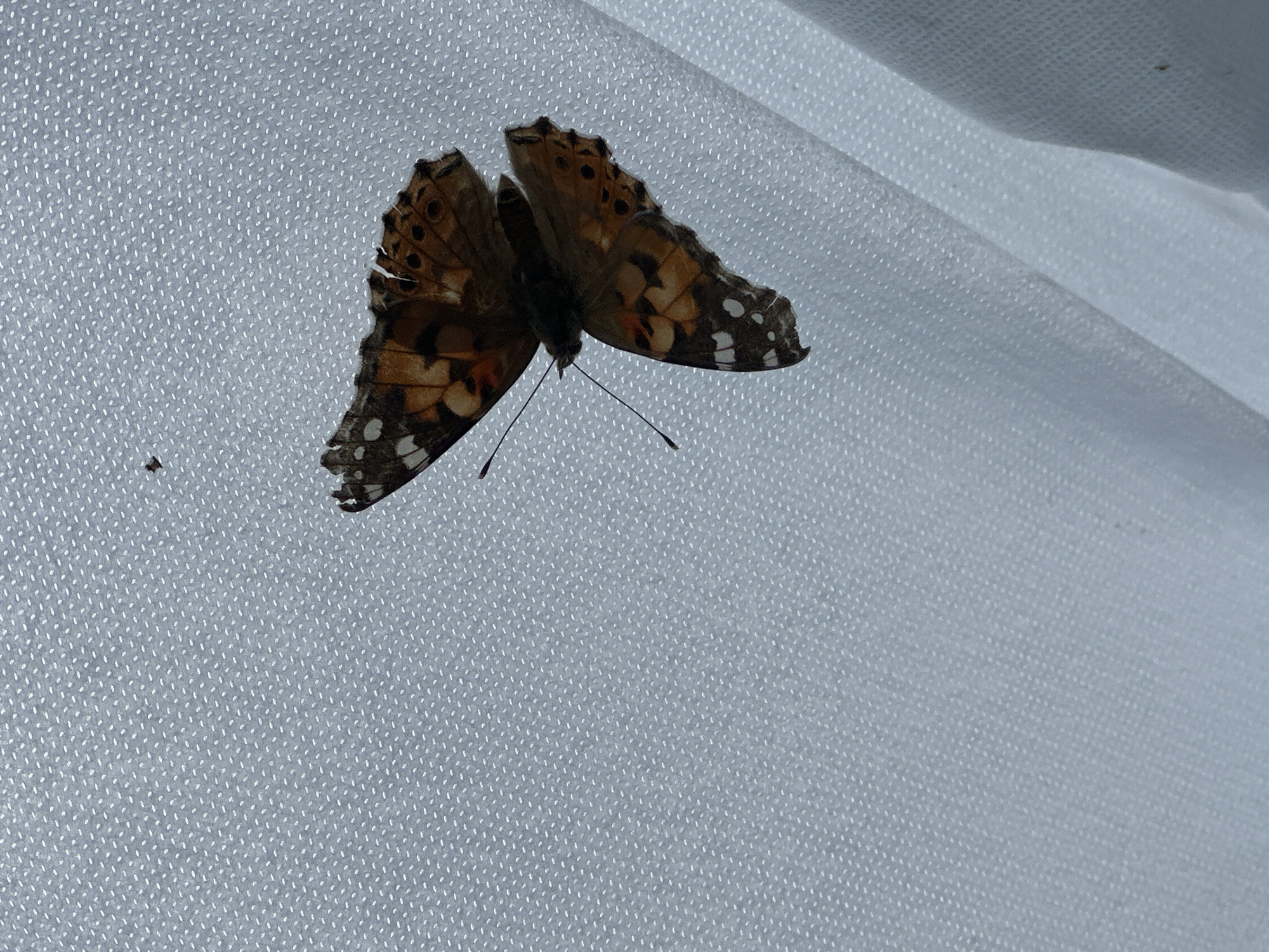 A Painted Lady butterfly is shown against a light gray background with a fine, woven texture. The butterfly is positioned near the upper left of the frame. It appears to be clinging to the material, with its wings spread. The wings are brown and orange with a pattern of darker spots and white markings. The body of the butterfly is dark. Two antennae are visible. There is a small, dark object near the lower left corner of the frame. The setting does not indicate an urban environment or the city of Kharnavy, Russia.