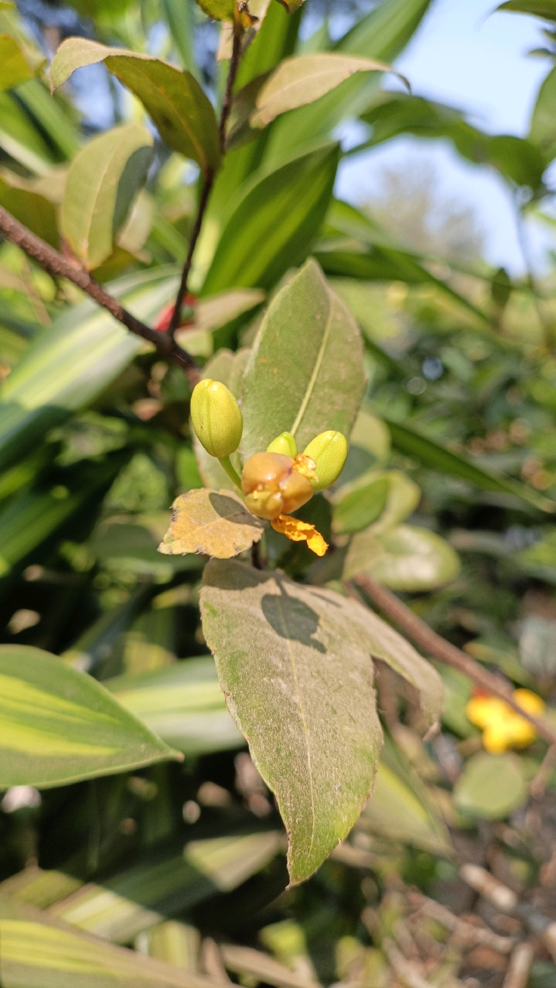 A close-up shot captures a cluster of unopened flower buds on a plant. The buds are a vibrant lime green, with one larger bud on the left and two smaller buds slightly behind and to the right. A small, bright orange stamen or pistil peeks out from the center of the cluster. The plant has green leaves, some of which appear dusty, and a brown stem. In the background, other green foliage is visible, with a blurry yellow flower and sky in the distance. The image was taken outdoors in Cikal, Indonesia.