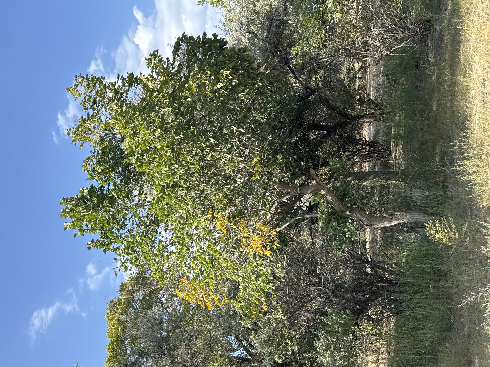 The image depicts a natural scene with several trees and vegetation under a bright blue sky with scattered white clouds. The foreground is dominated by dry grass and a small, leafy plant. In the mid-ground, a medium-sized tree with green leaves, some of which are turning yellow, stands prominently. Behind it, other trees and dense shrubs create a layered effect, with some trees exhibiting a silvery-green foliage. The background shows more trees and a clear sky. There are no people or structures visible in the image. The overall impression is one of a dry, wooded area. The image does not provide any information about its location in the city of Basbeshik, Kyrgyzstan.