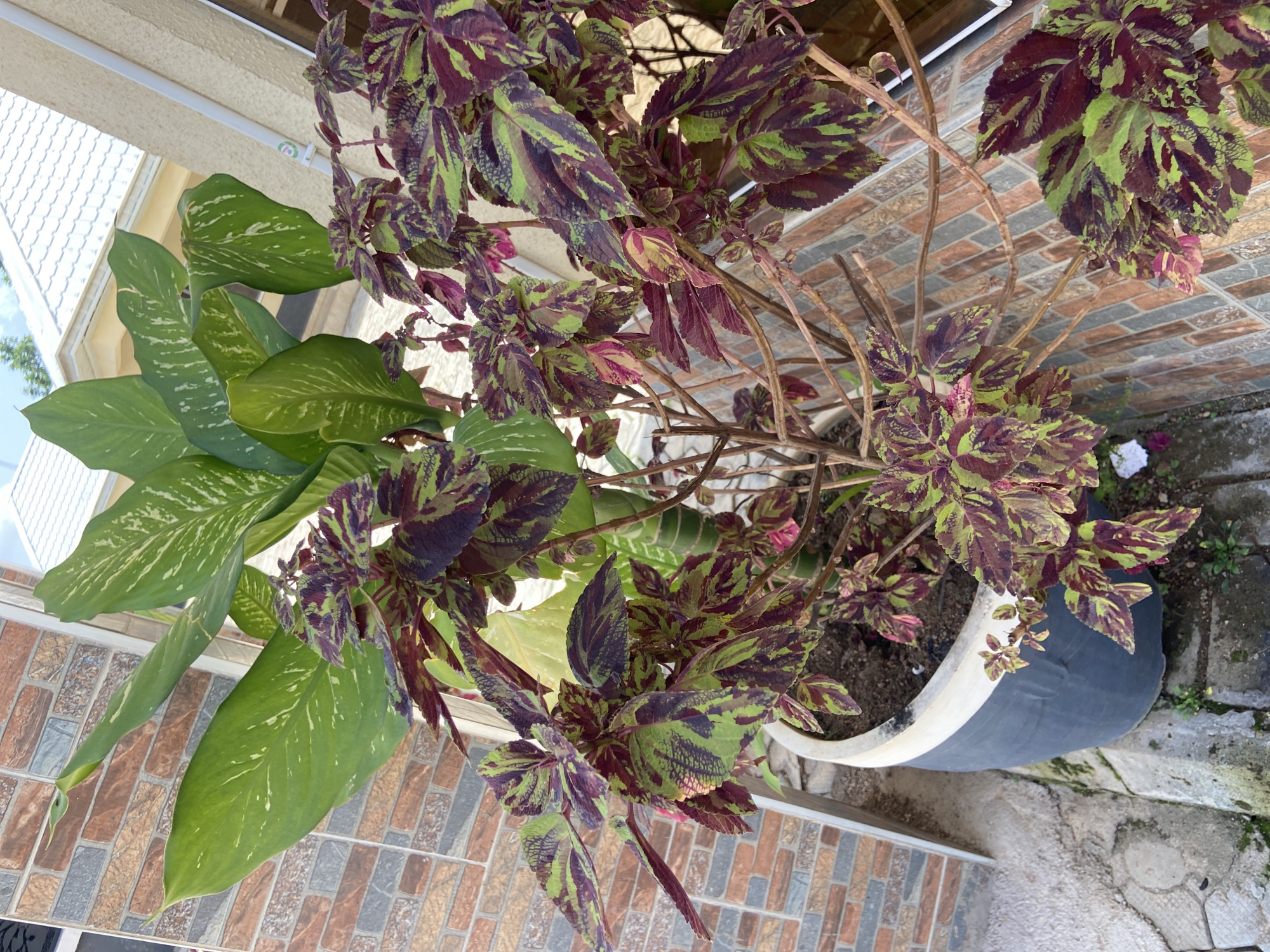 This image captures an outdoor scene in Gura Top, Nigeria, featuring a large planter filled with two types of plants. The planter itself is a dark grey cylindrical pot with a lighter grey rim, resting on a concrete base.
Dominating the planter are colorful coleus plants with striking patterns of deep red, purple, and lime green on their serrated leaves. These plants have a bushy, multi-branched structure with thin, woody stems. Interspersed among the coleus is a large-leafed Dieffenbachia plant, characterized by its broad, dark green leaves with white or pale green variegation.
The planter is situated against a brick wall composed of rectangular bricks in shades of brown, red, and grey, laid in a staggered pattern. To the right of the planter, a light-colored section of a building is visible, possibly a wall with a cream-colored finish. Above the building, a portion of a white roof with a tiled texture is apparent, under a bright sky with some clouds. The ground surrounding the planter is a mixture of concrete slabs and a rougher, possibly muddy or gravelly surface with some sparse green vegetation growing in cracks. The overall impression is a well-maintained garden or patio area. No people or animals are visible in the image.